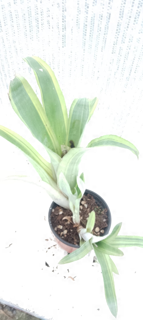 Bilbergia pyramidalis variegata