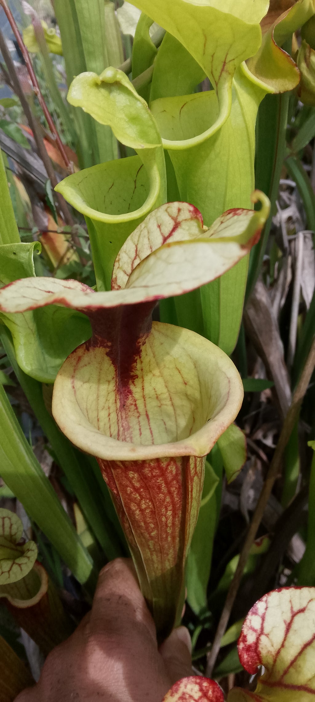 Sarracenia Saurus x Saurus