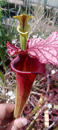Sarracenia Saurus x Saurus