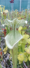Sarracenia x Moorei