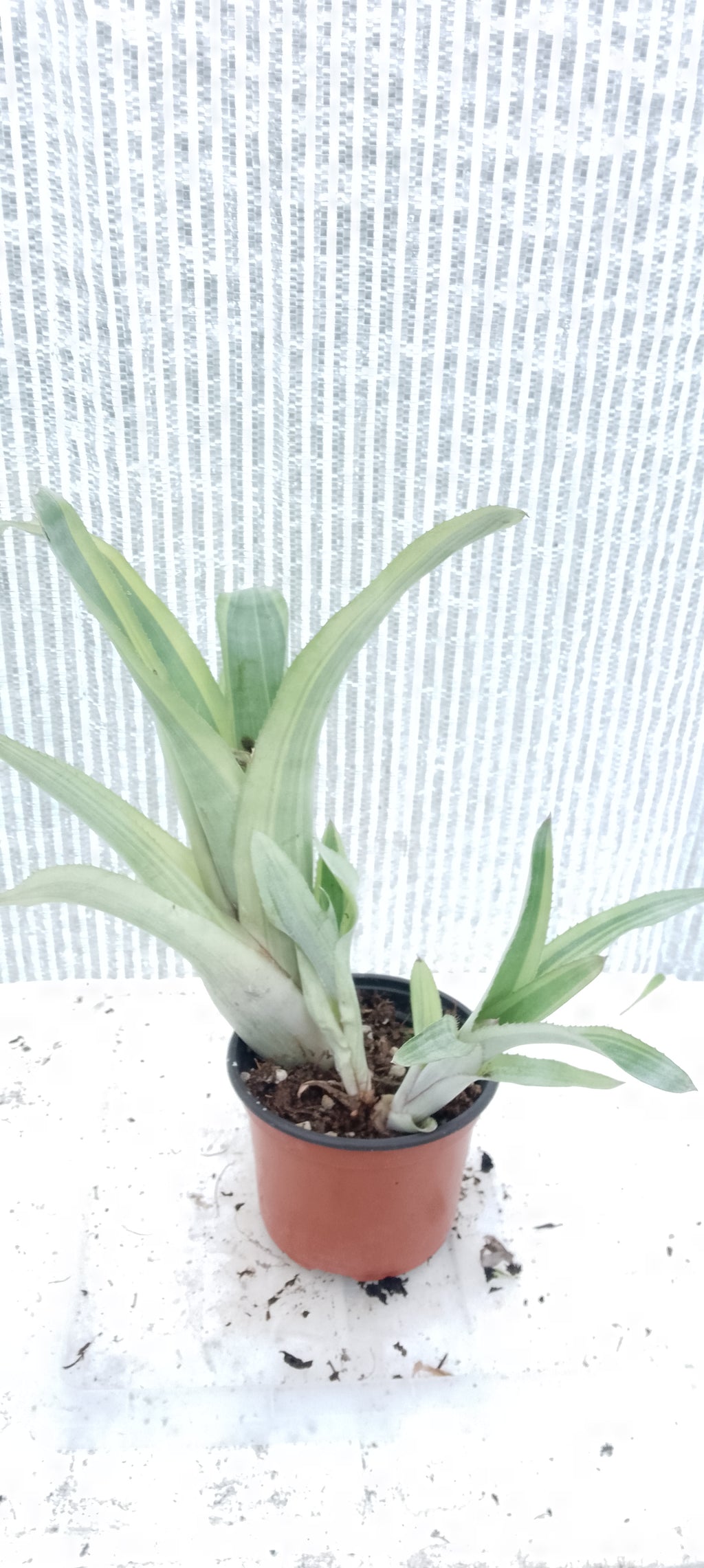 Bilbergia pyramidalis variegata