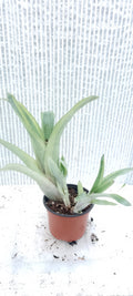 Bilbergia pyramidalis variegata