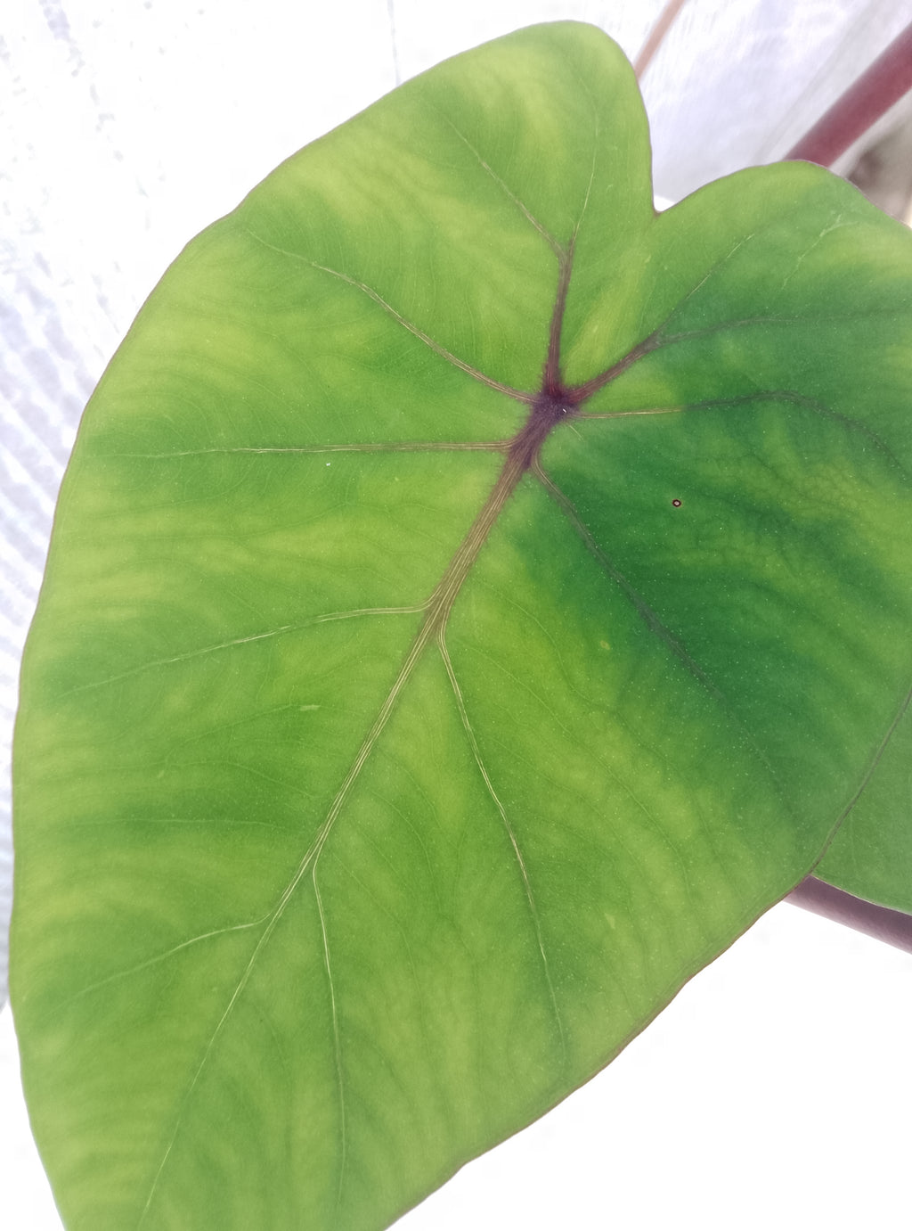 Colocasia de semis 5