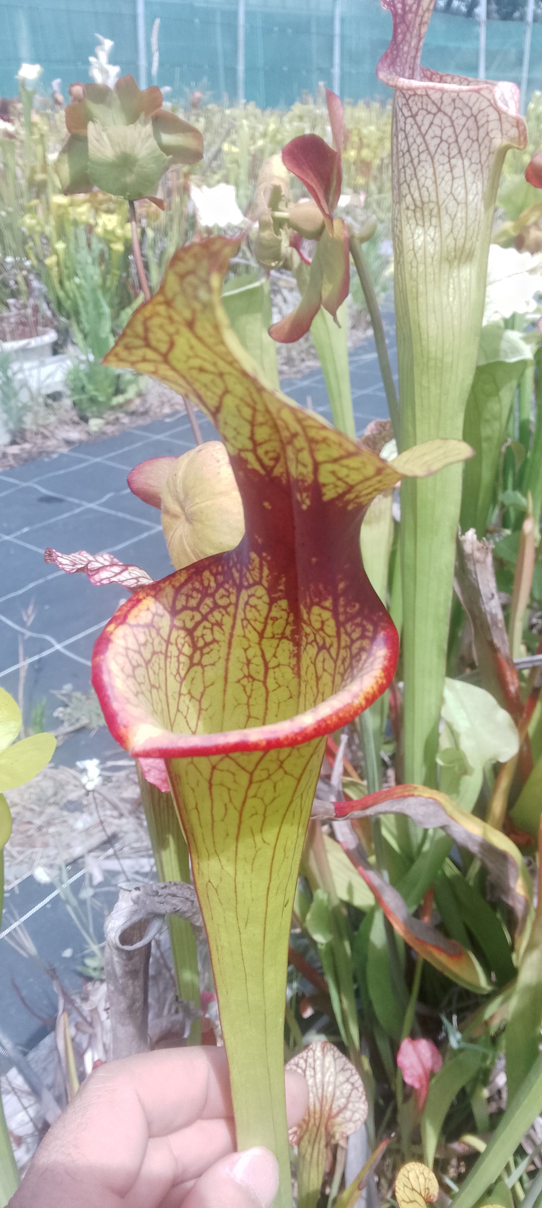 Sarracenia Moorei Adrian Slack x Moorei Adrian Slack