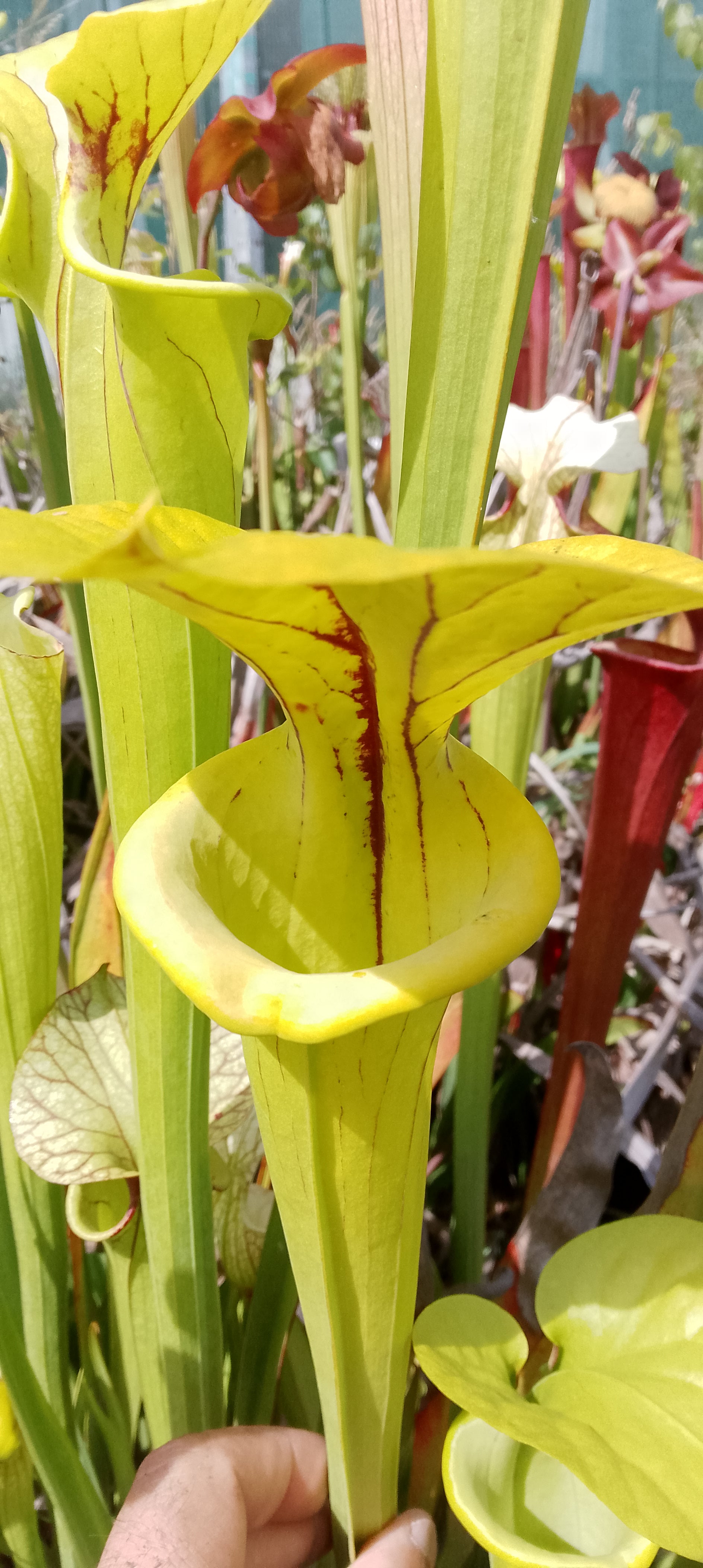 Sarracenia Flava var Flava