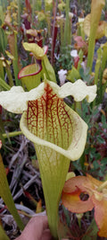 Sarracenia x ( Dunes x Goldie) x Adrian Slack