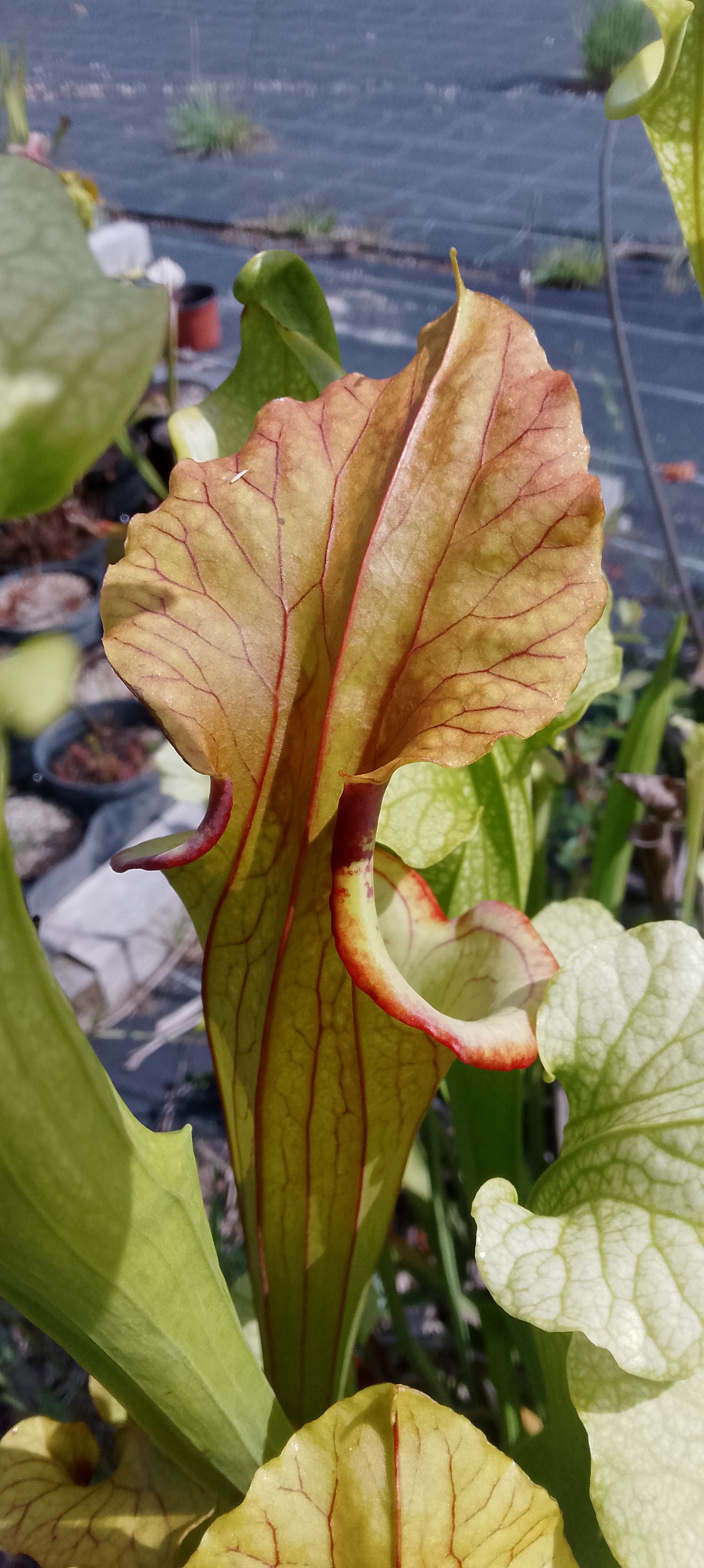 Sarracenia Flava cuprea x Moorei Adrian Slack
