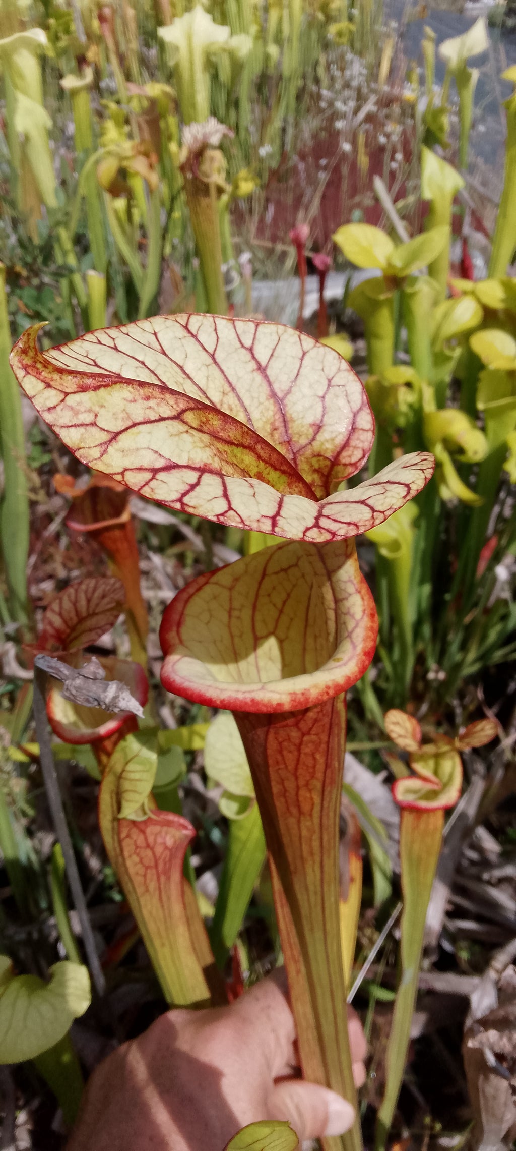Sarracenia Moorei Adrian Slack x Flava var rubricorpora