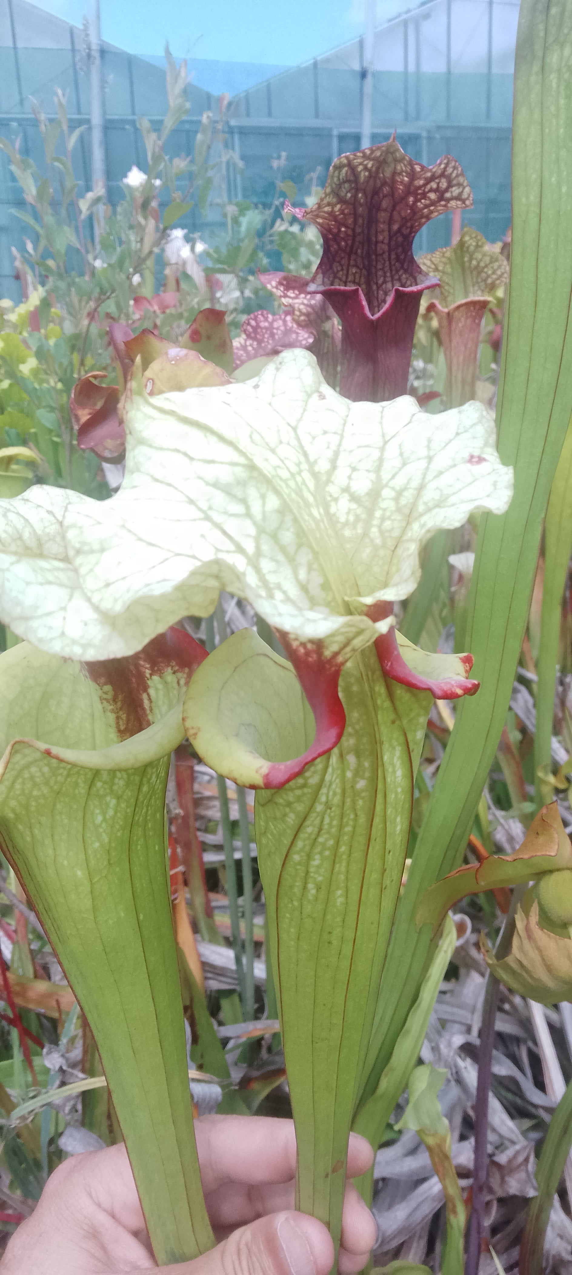 Sarracenia x Sergent Hartmann x Leah Wilkerson