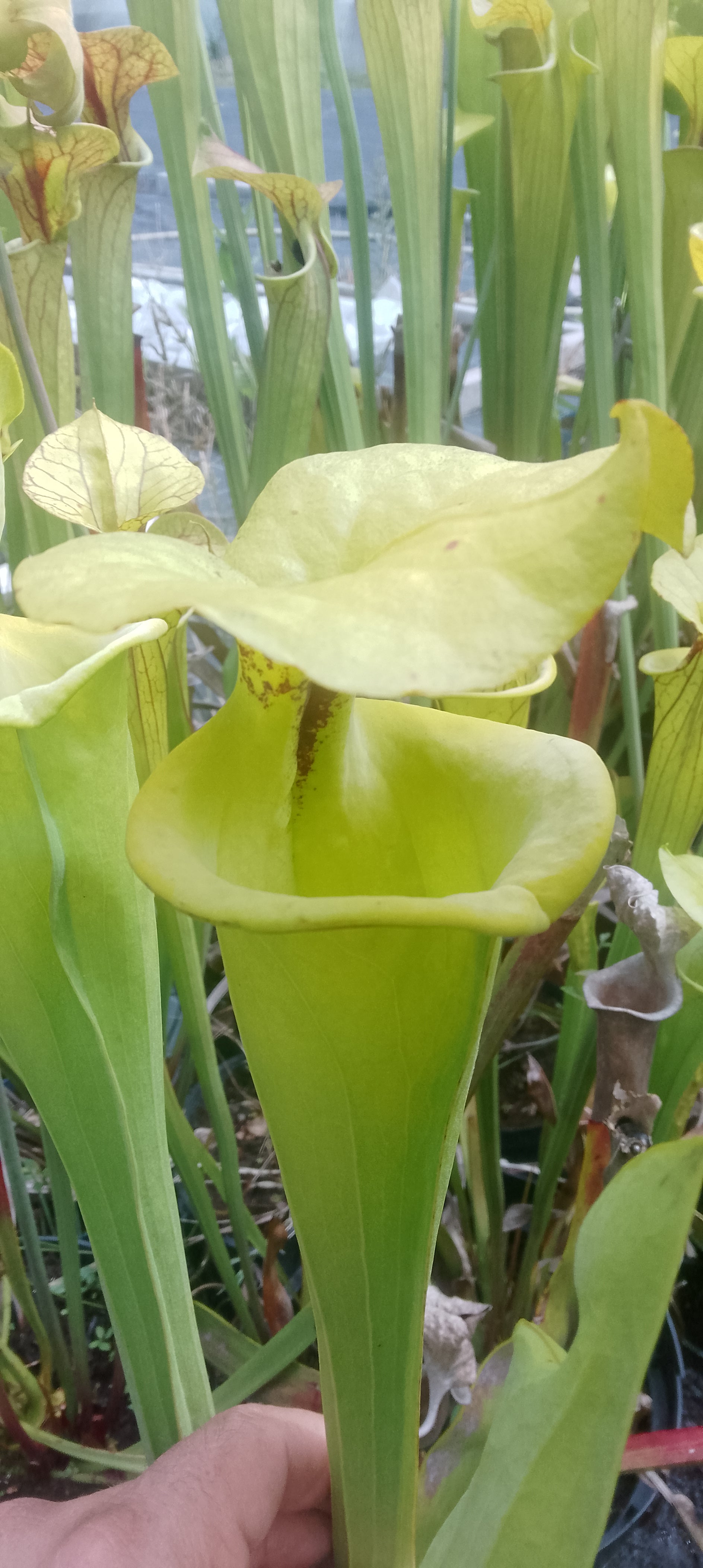 Sarracenia Flava var rugelii