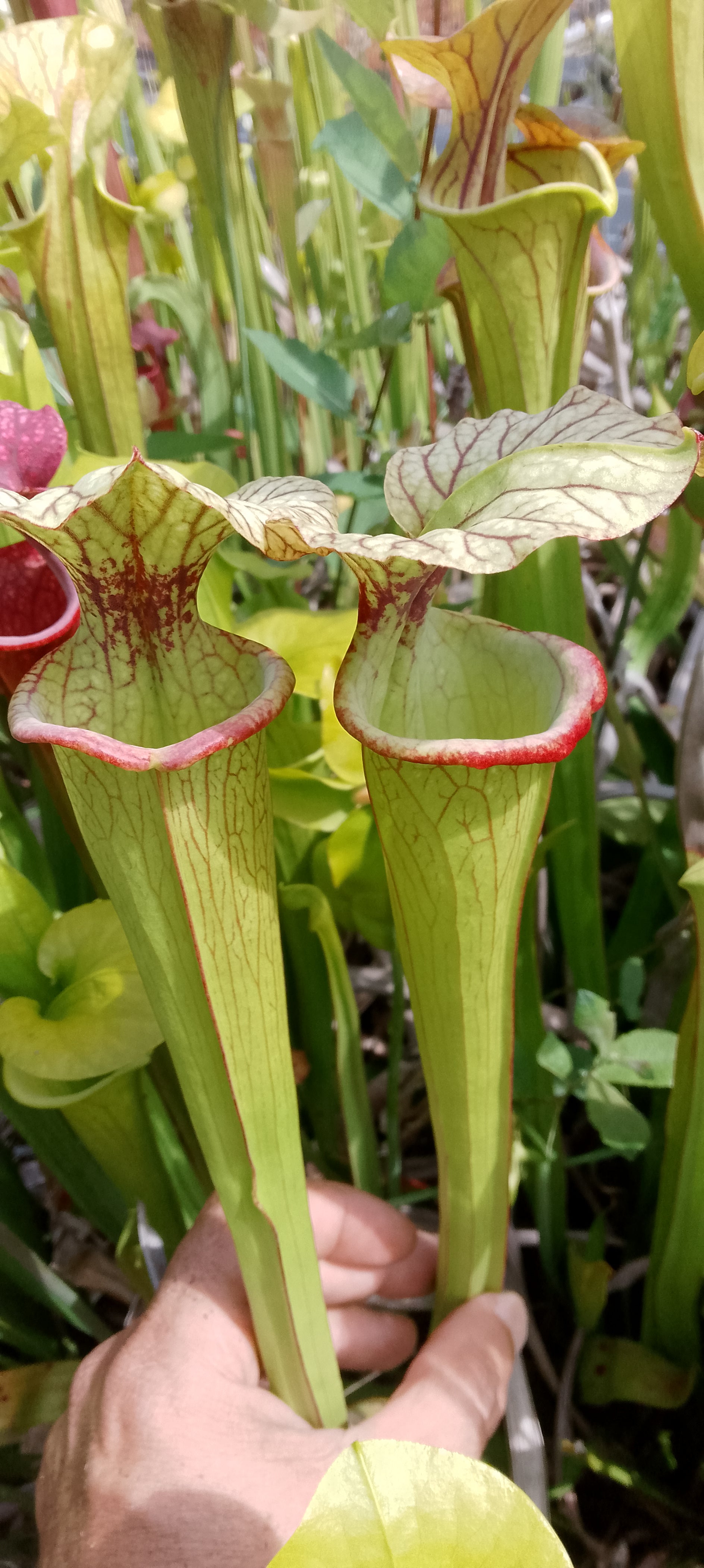 Sarracenia Moorei Adrian Slack x Leah Wilkerson