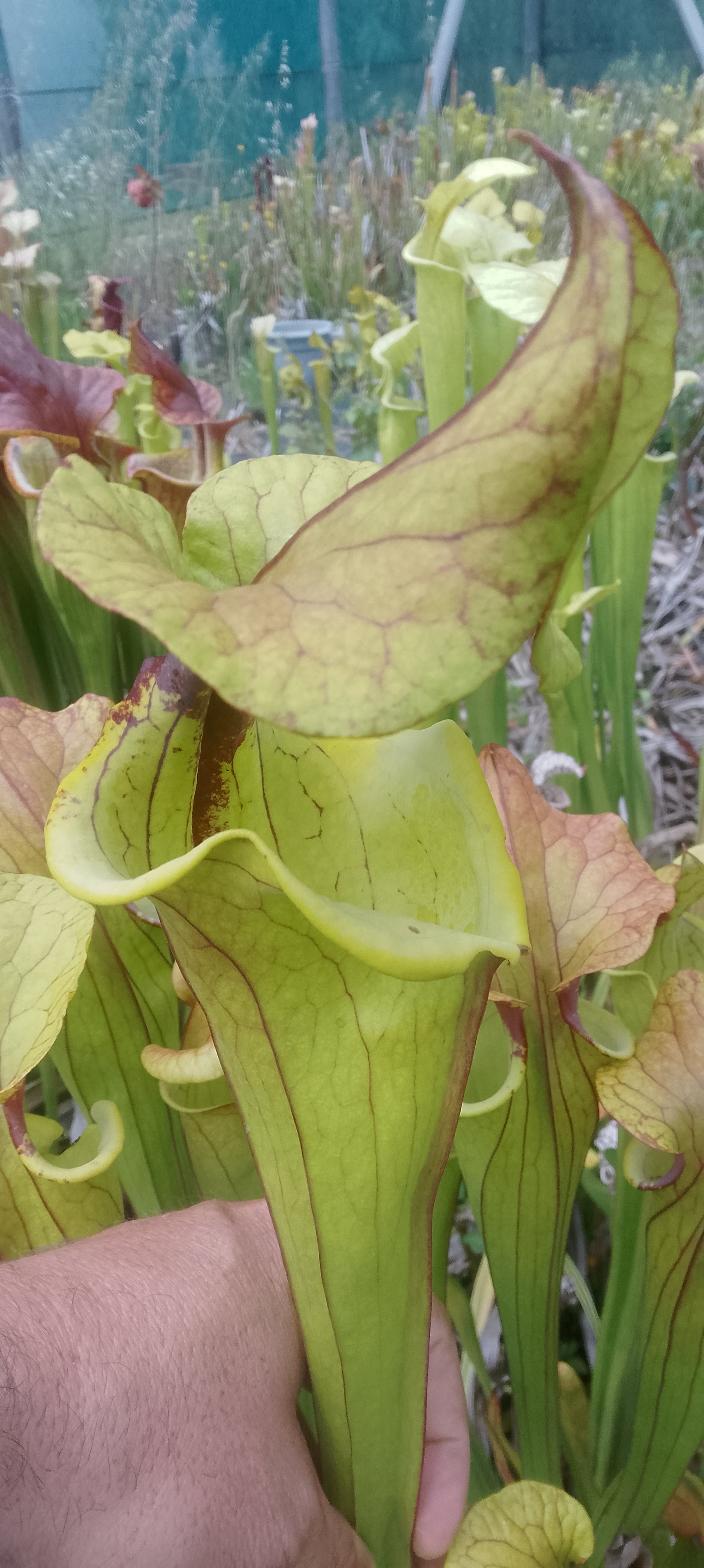 Sarracenia Flava var cuprea Fat Boy Slim