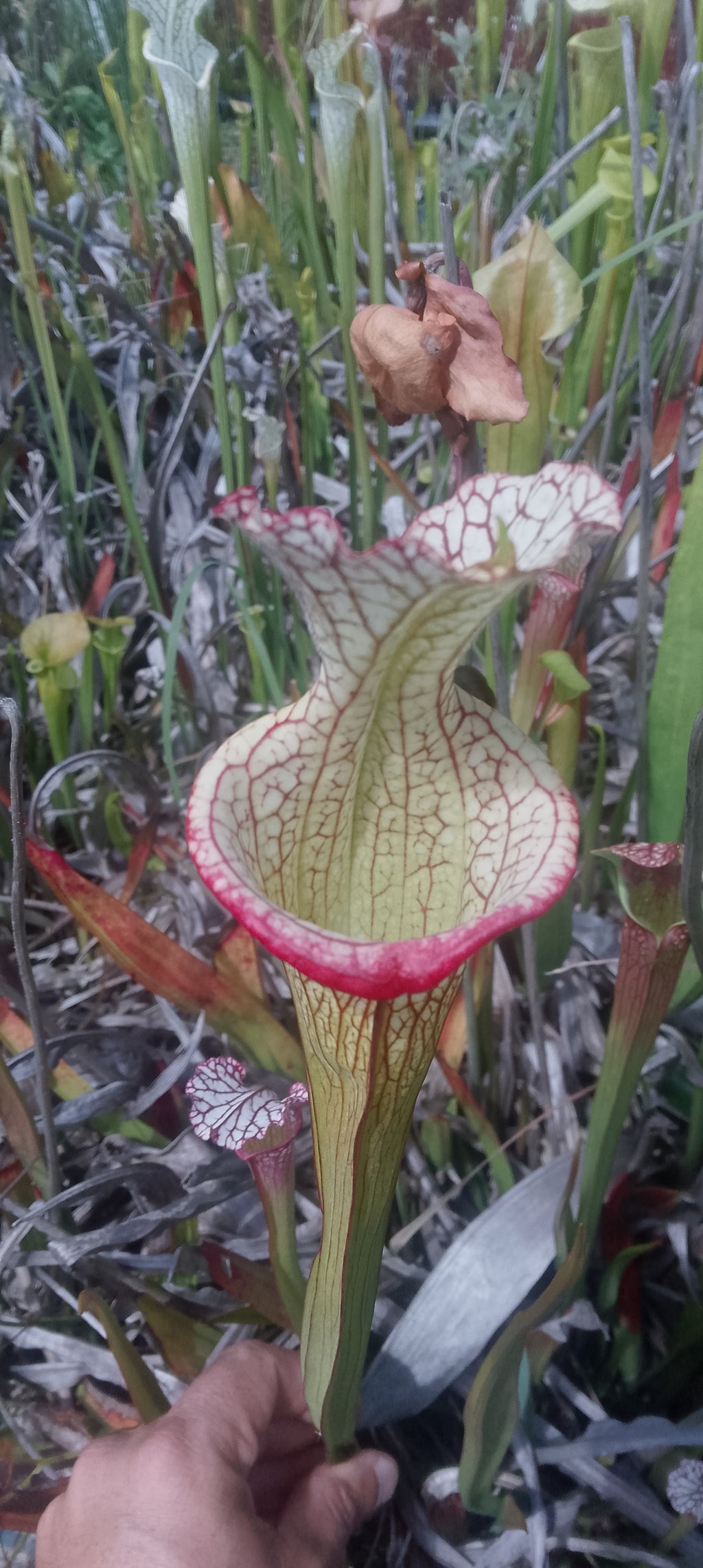 Sarracenia x (Moorei x Adrian Slack)