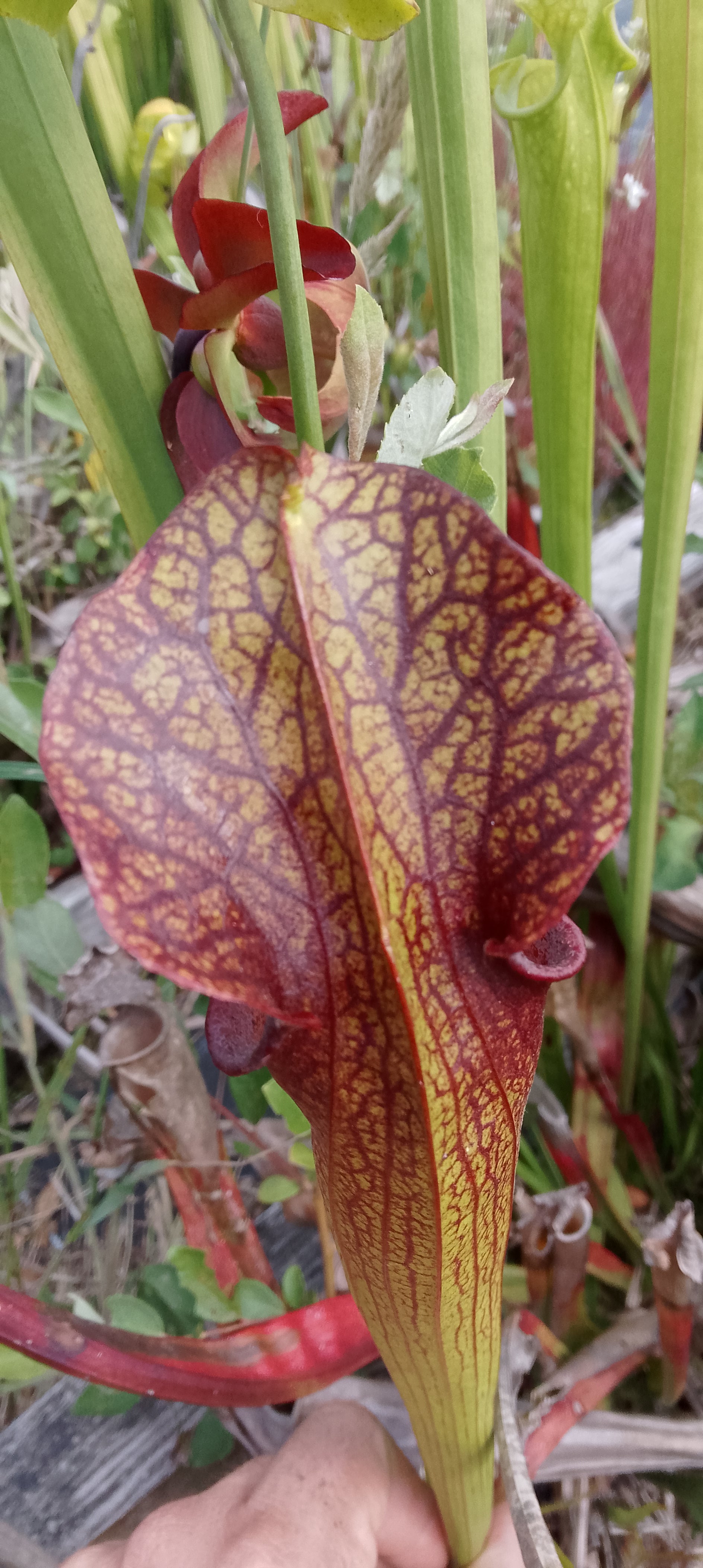 Sarracenia H85b MK x Moorei Adrian Slack