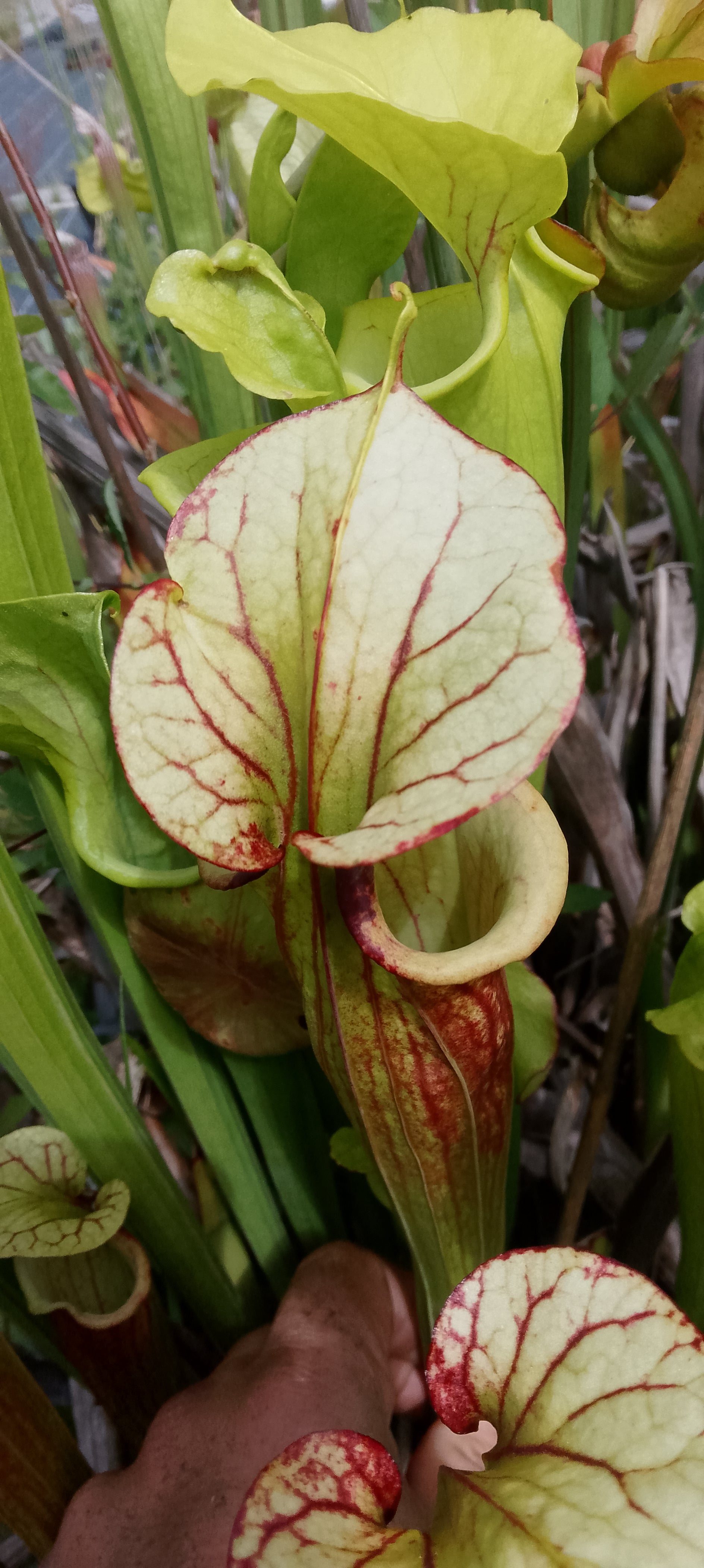 Sarracenia Saurus x Saurus