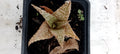 Aloe hybride