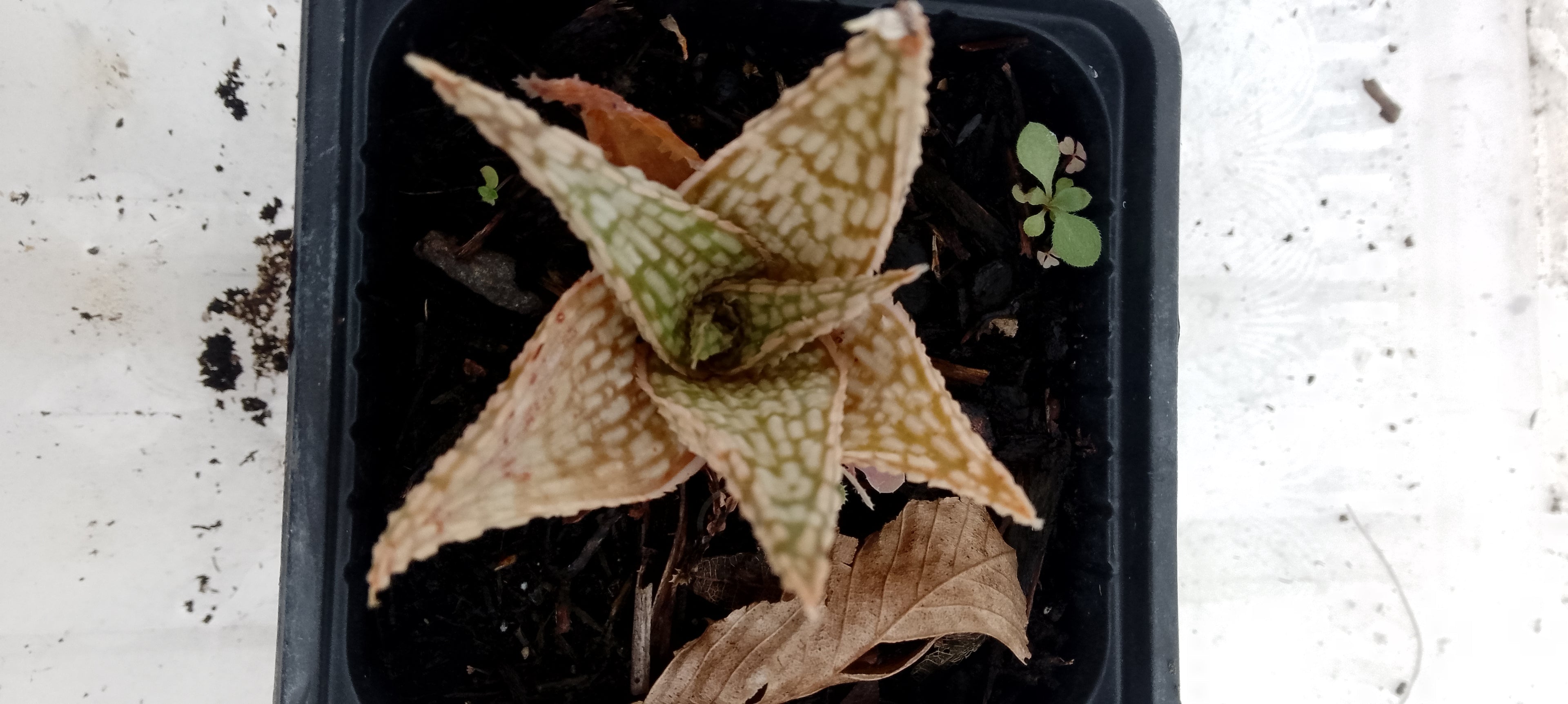Aloe hybride