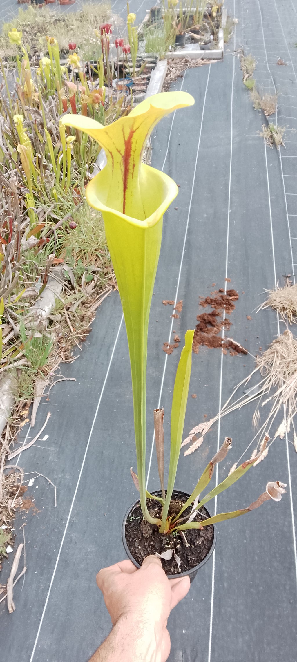 Sarracenia Flava ''Big Mouth''
