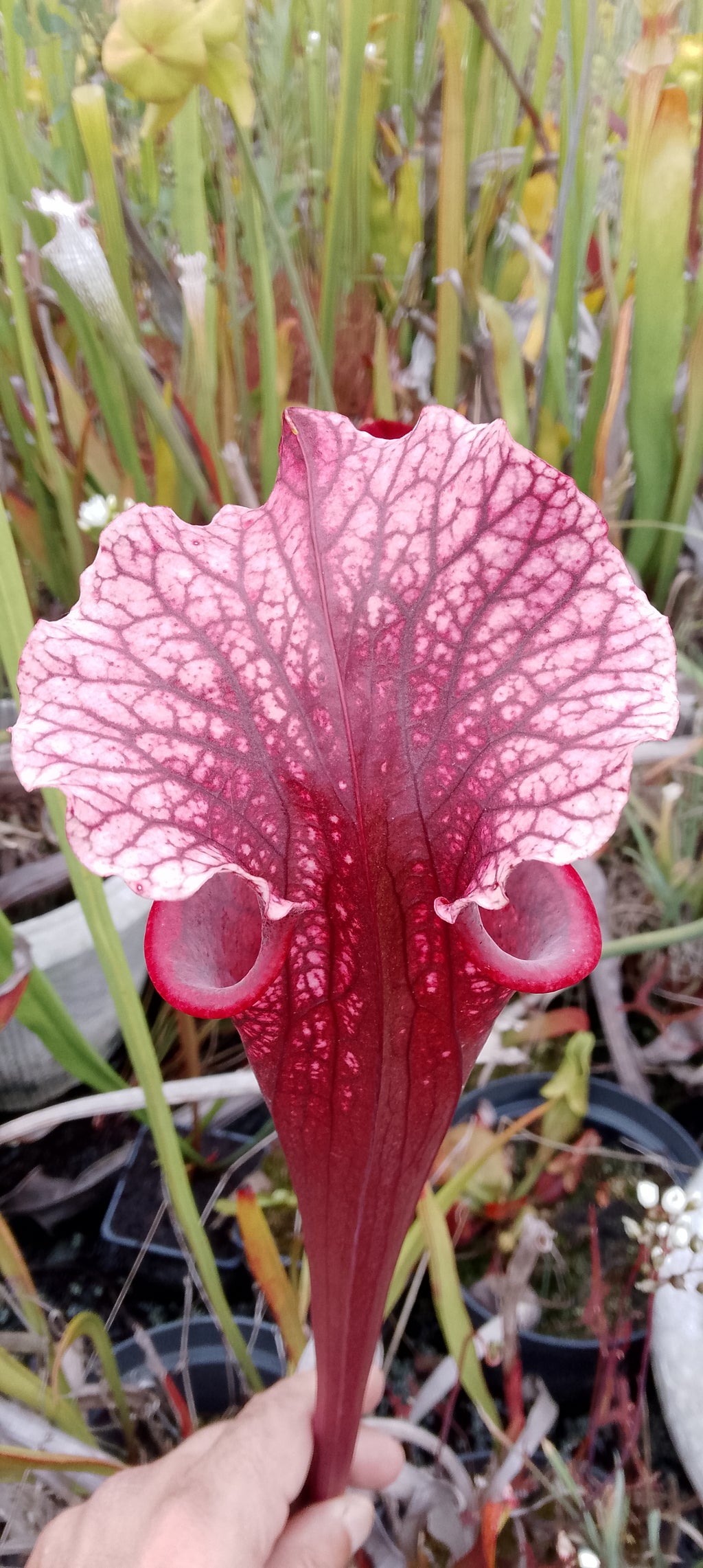 Sarracenia x Raspberry Kiss x Saurus