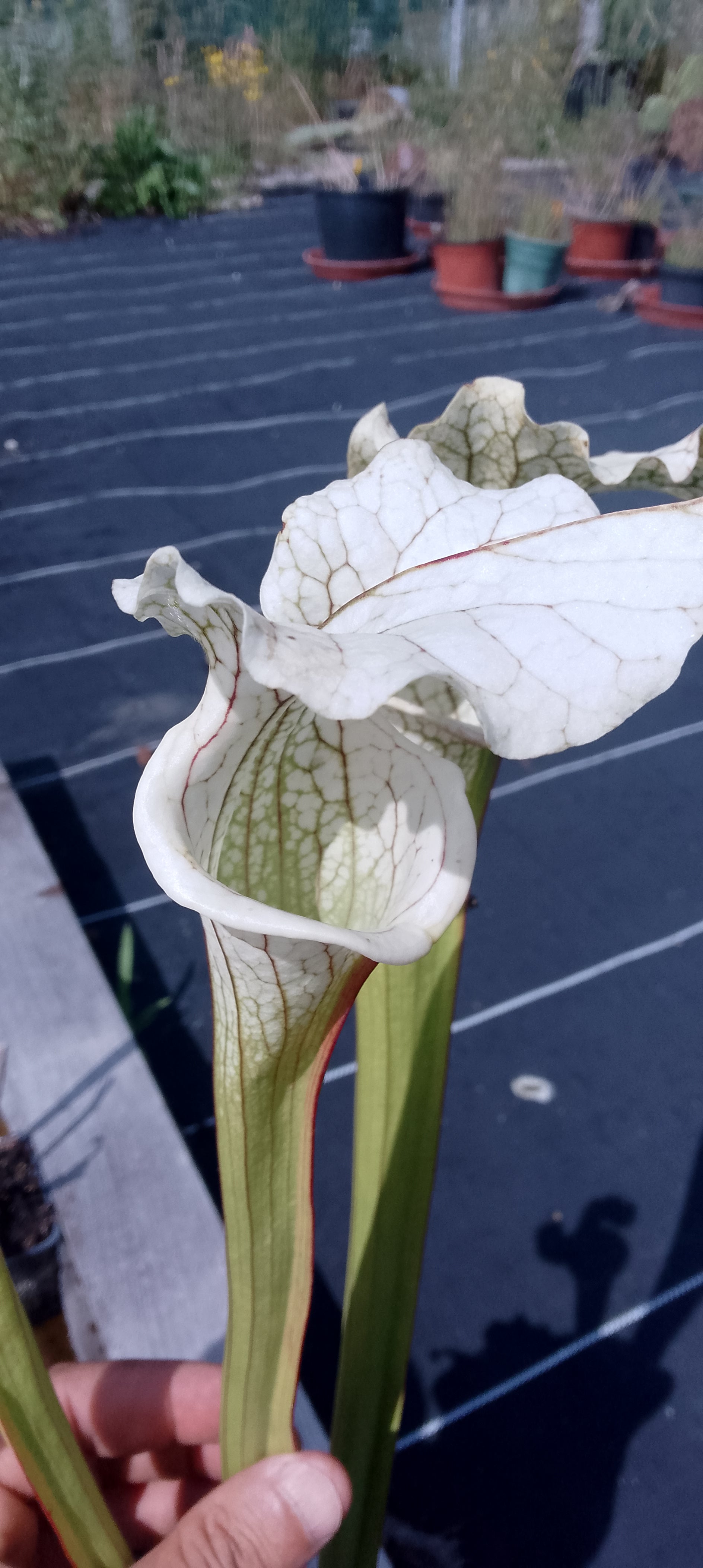 Sarracenia x Moorei Adrian Slack x ( Moorei Adrian Slack x Oreophila)