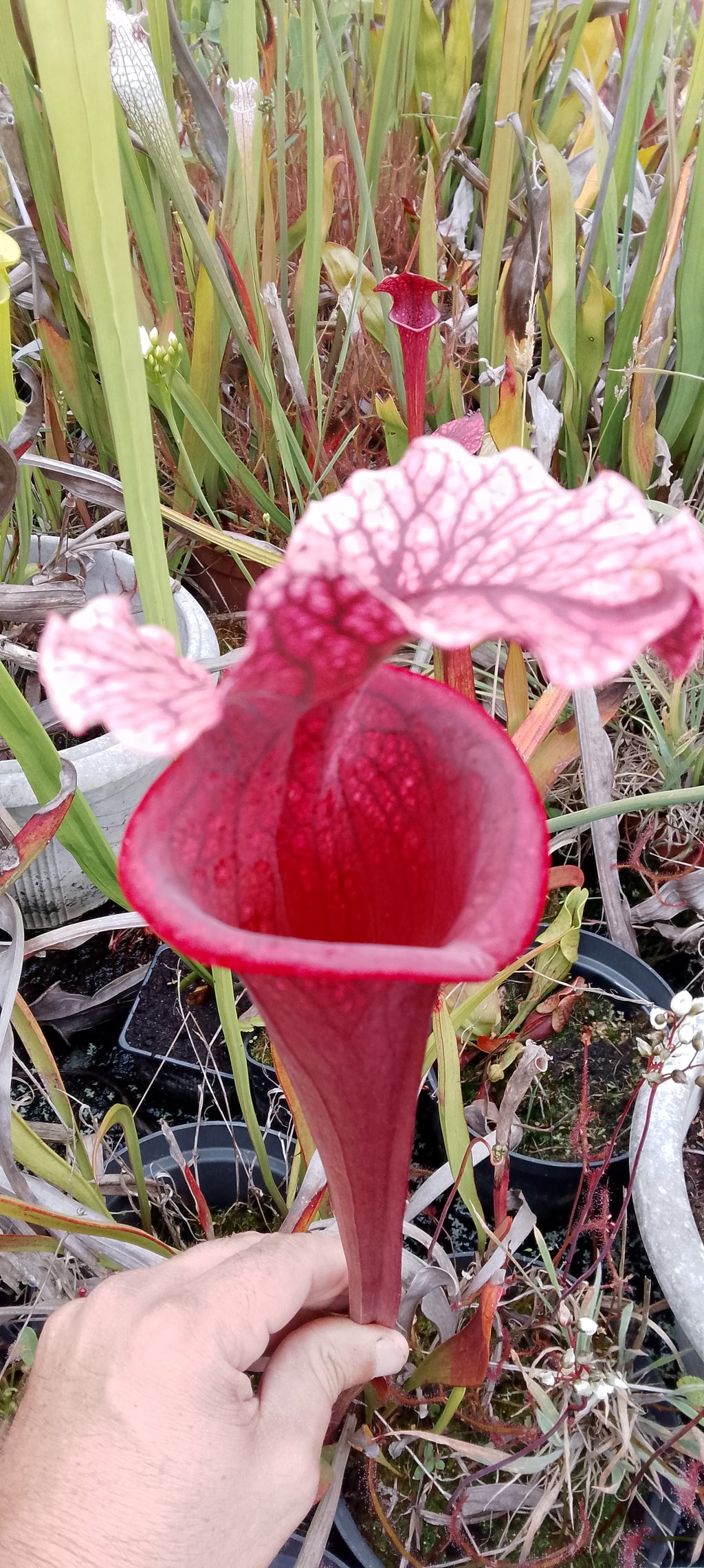 Sarracenia x Raspberry Kiss x Saurus