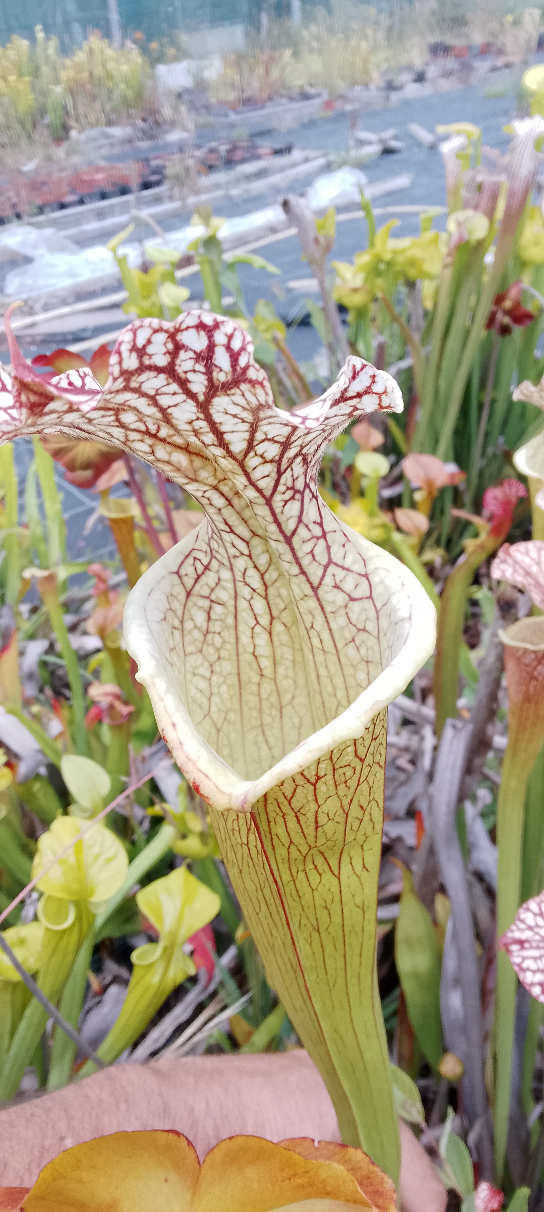 Sarracenia Moorei x Moorei