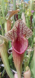 Sarracenia Castesbae x Moorei Adrian Slack