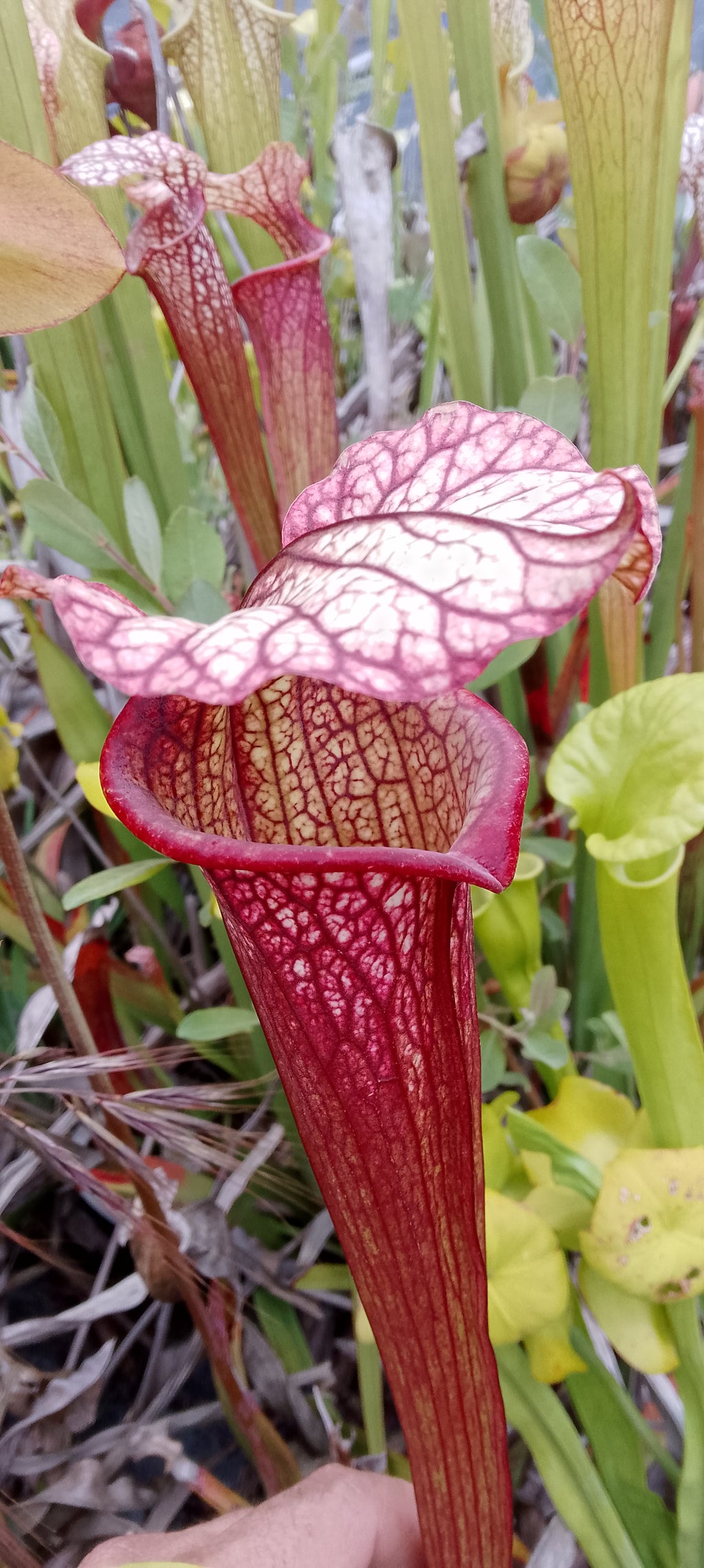 Sarracenia x hybride