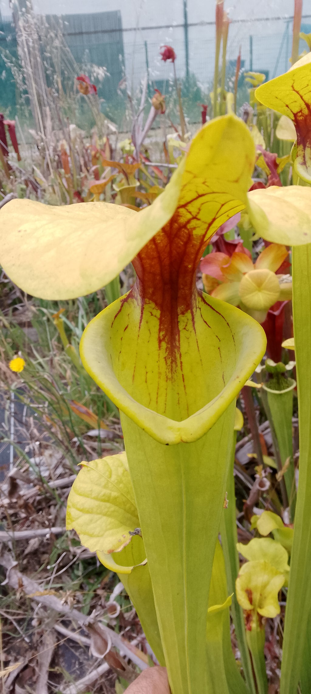Sarracenia Flava