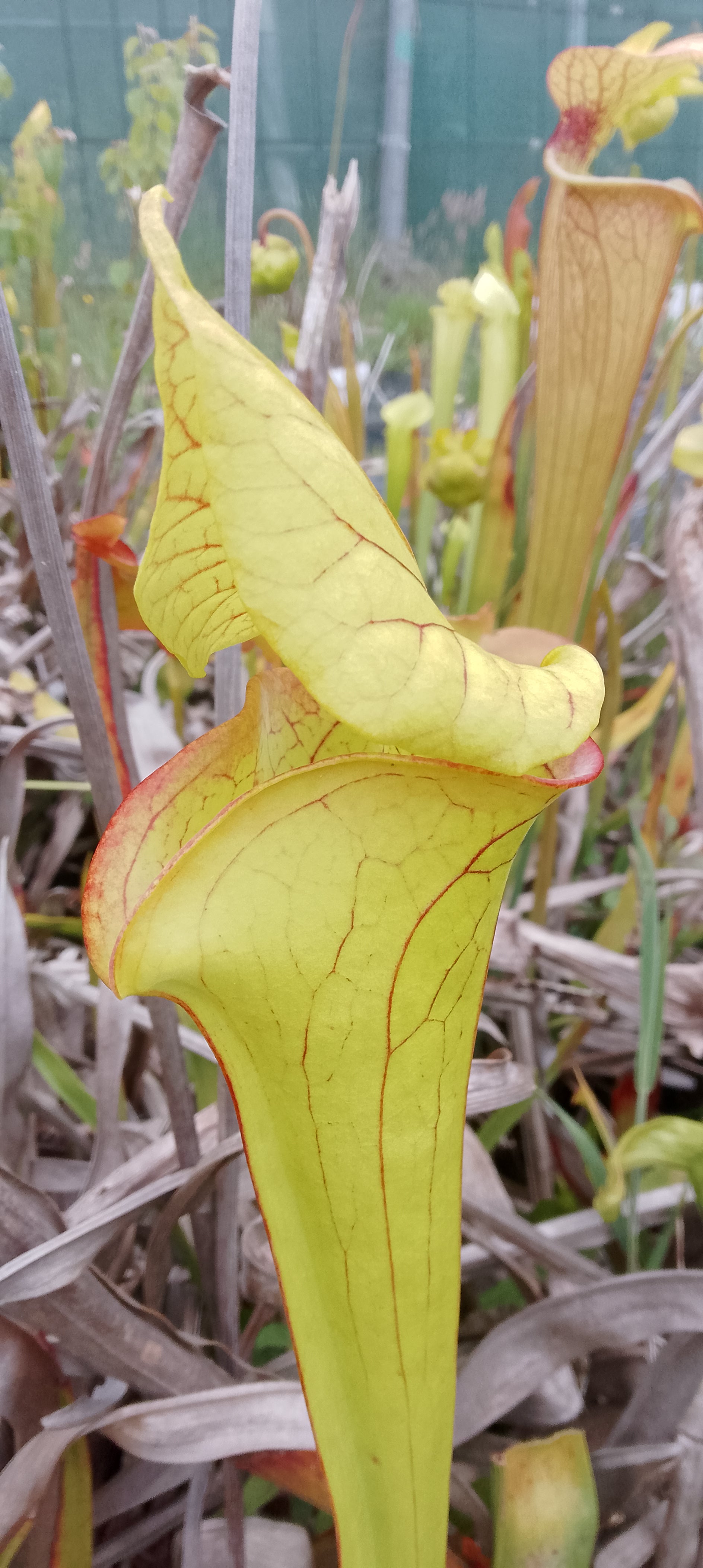 Sarracenia x Gold Mouth