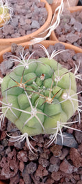 Gymnocalycium plfanzii lot de 5 plants issu de semis.