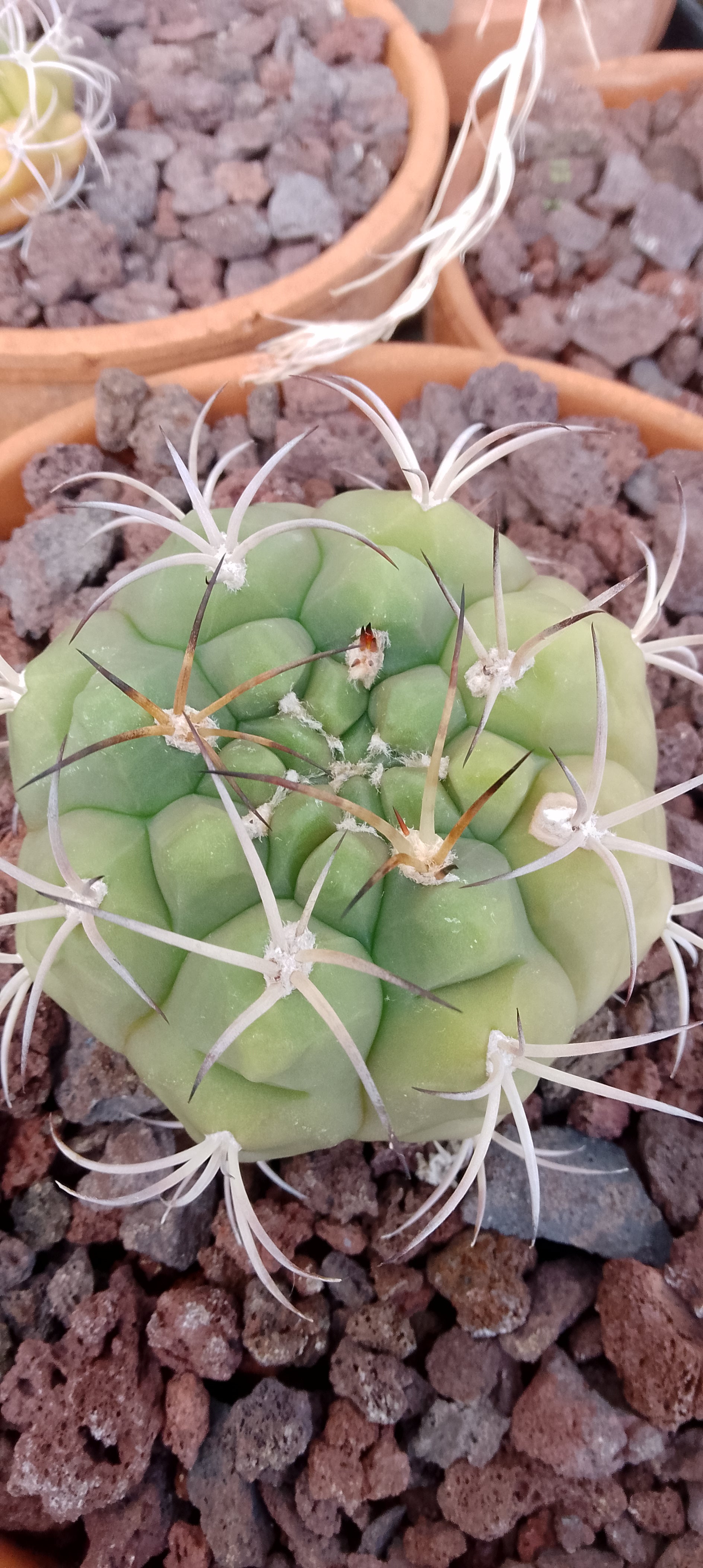 Gymnocalycium plfanzii lot de 5 plants issu de semis.