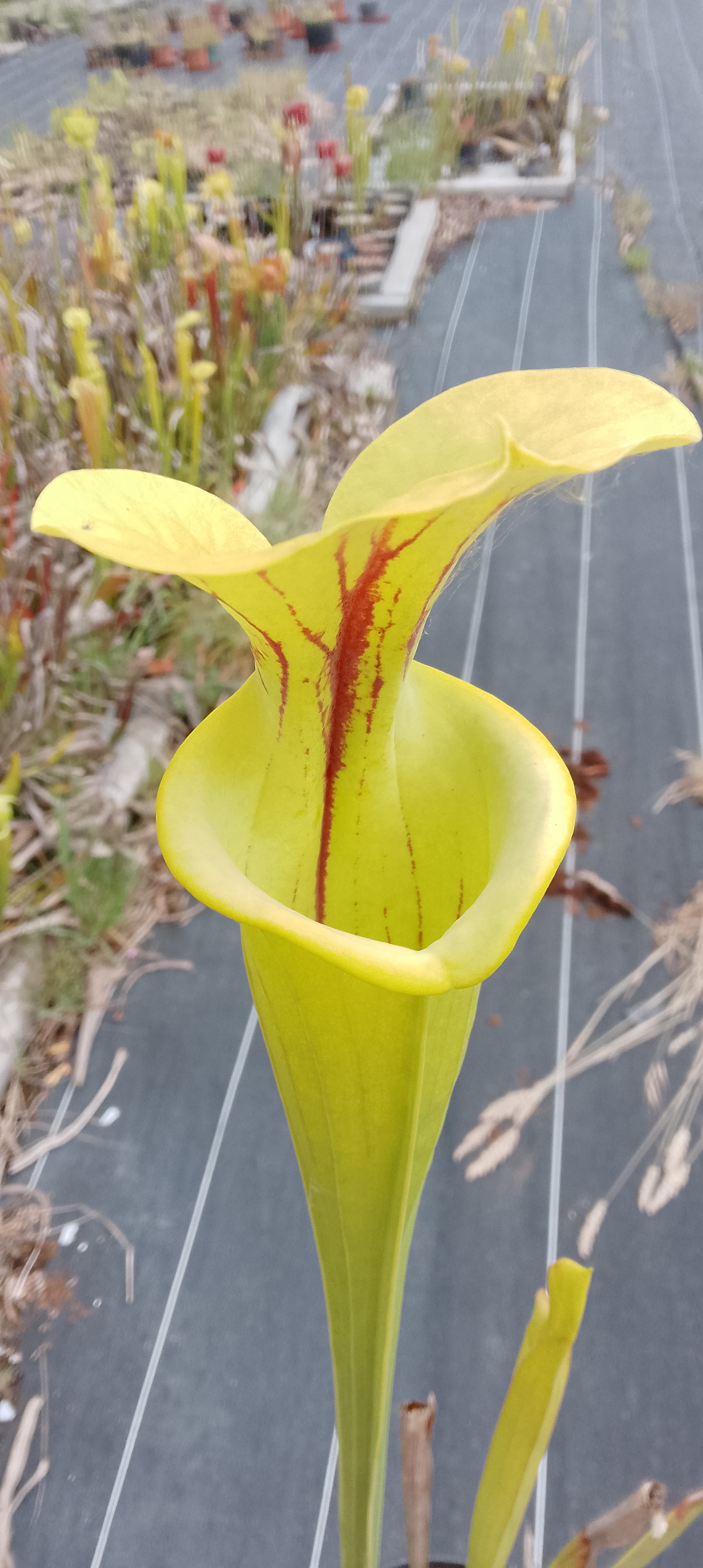 Sarracenia Flava ''Big Mouth''