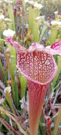 Sarracenia H85B MK x leucophylla