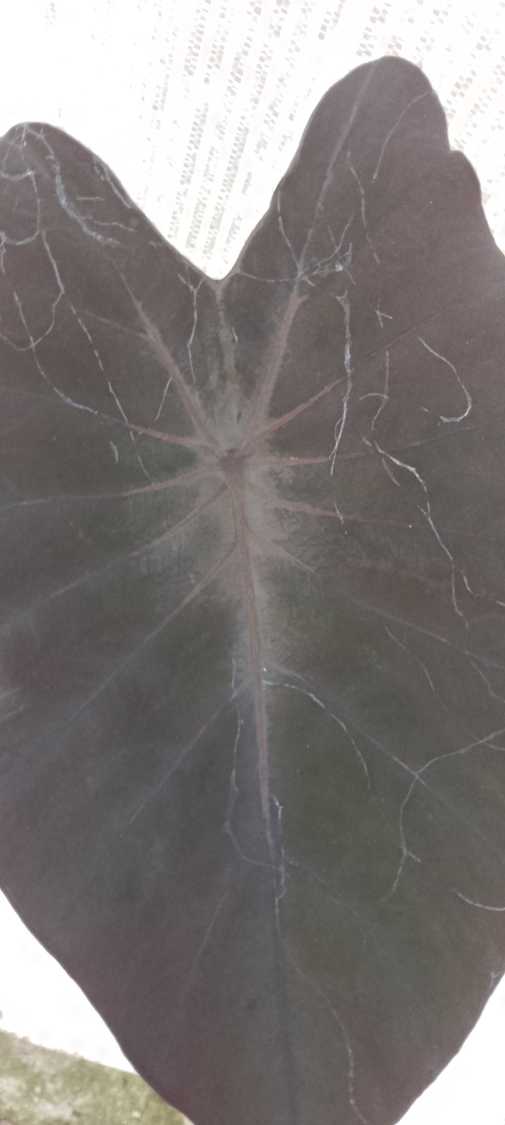 Colocasia de semis 9