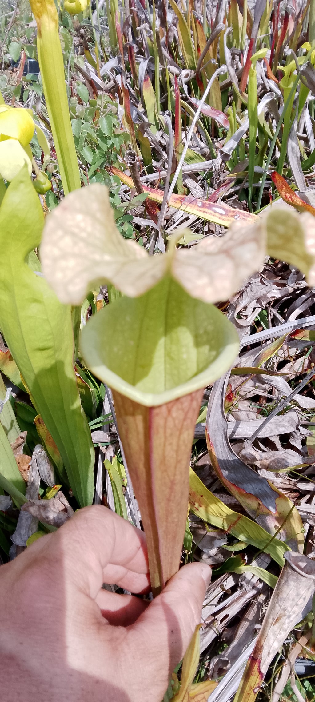 Sarracenia x ( Ananas x Saurus)
