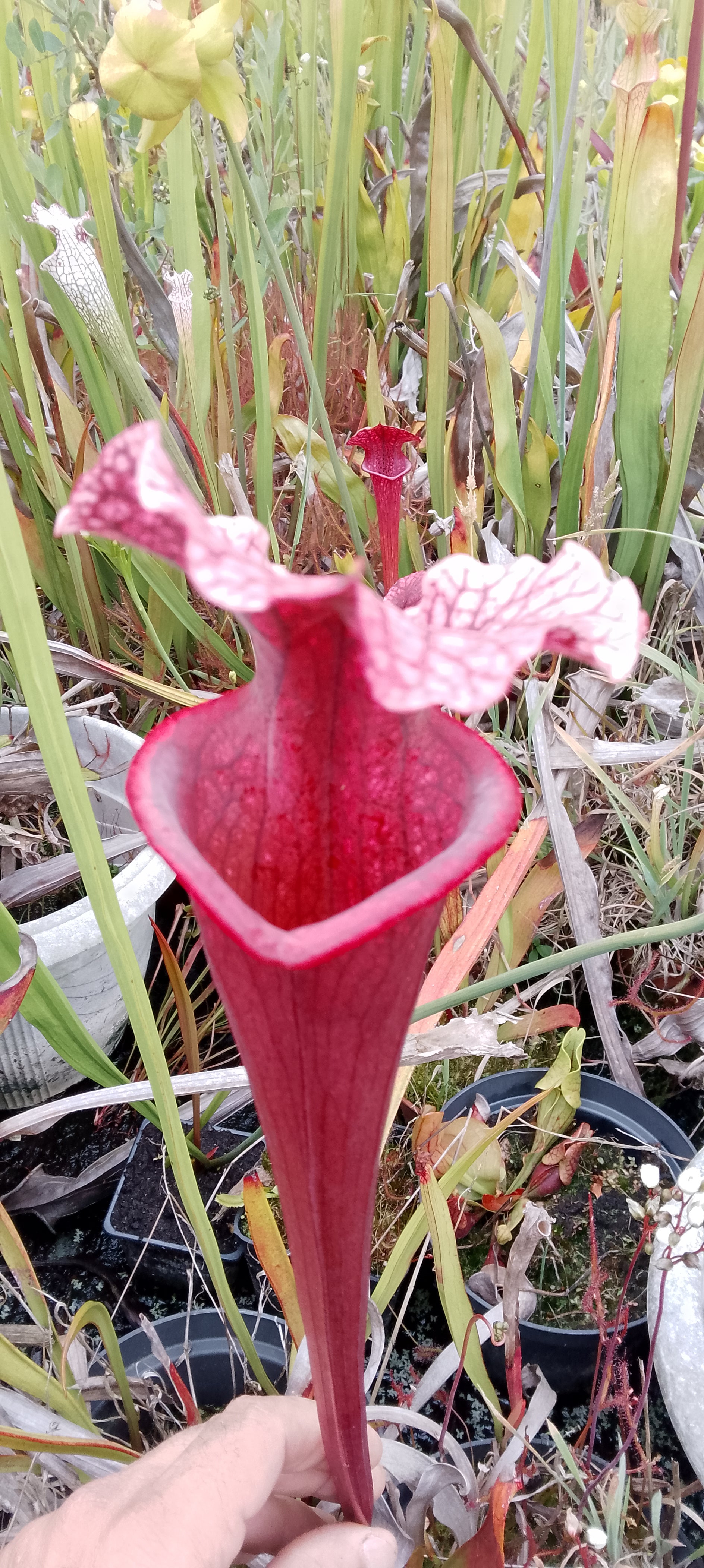 Sarracenia x Raspberry Kiss x Saurus