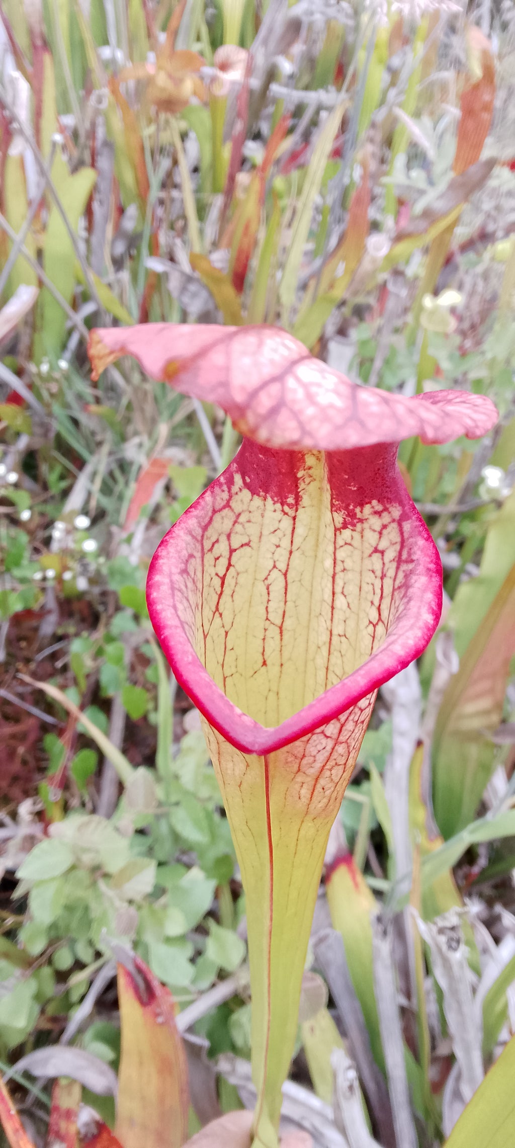 Sarracenia Adrian Slack x Adrian Slack