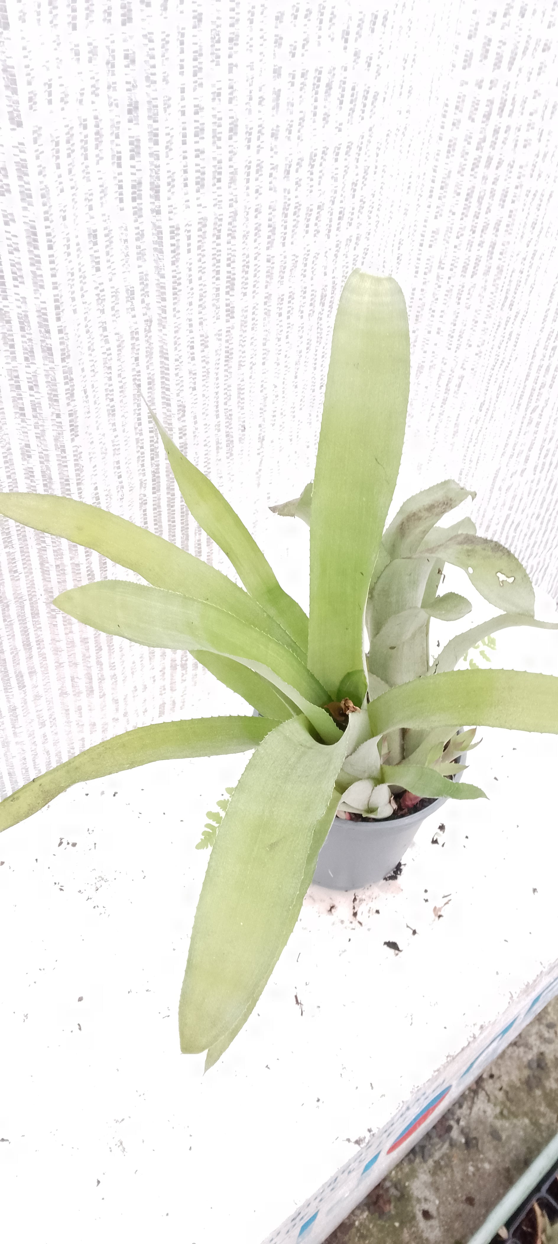 Bilbergia pyramidalis forme jaune pâle