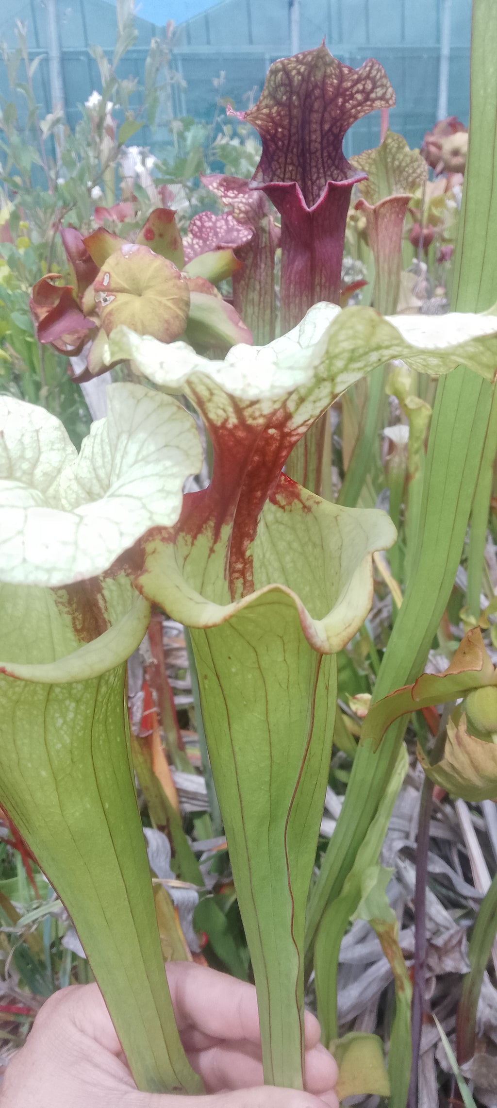 Sarracenia x Sergent Hartmann x Leah Wilkerson