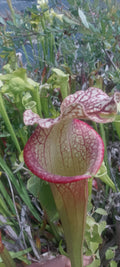 Sarracenia x Moorei