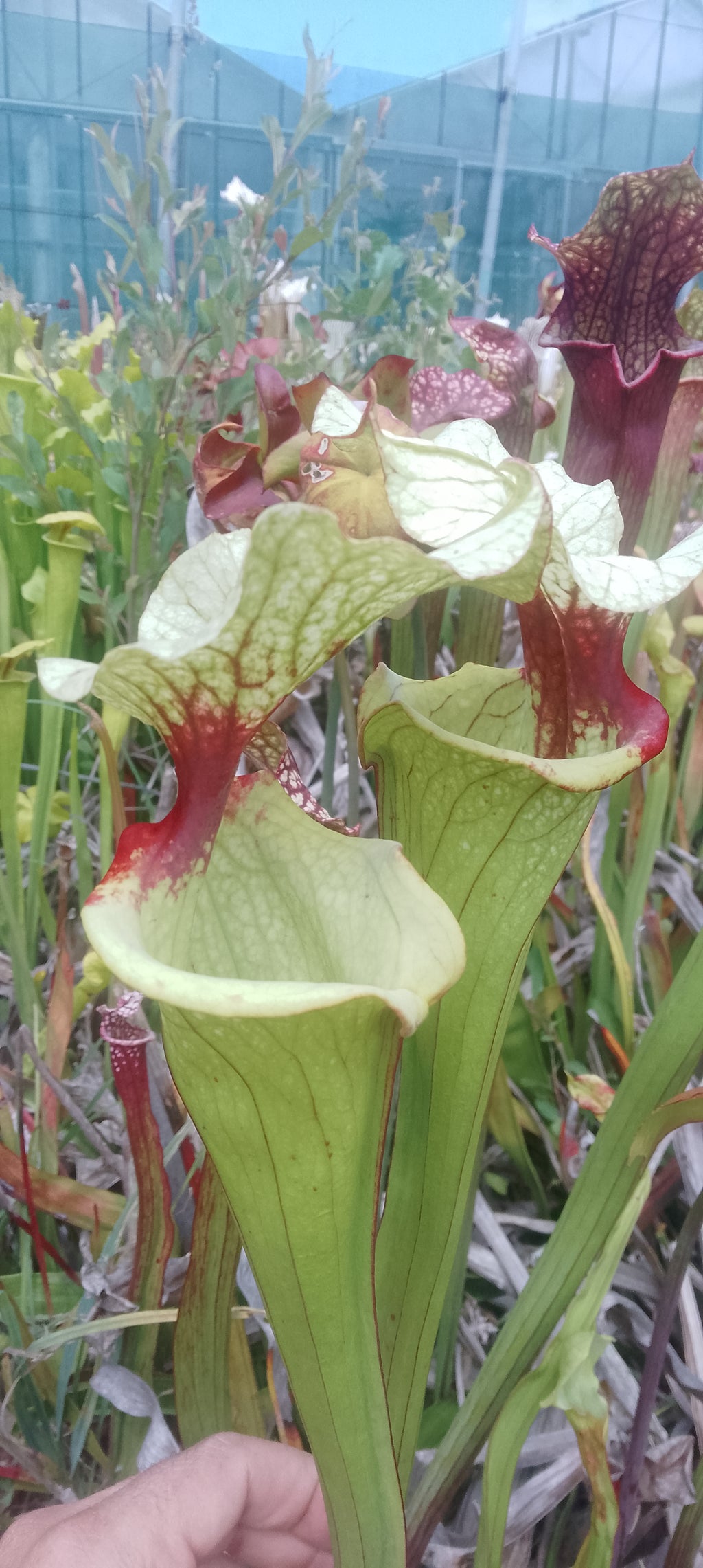 Sarracenia x Sergent Hartmann x Leah Wilkerson