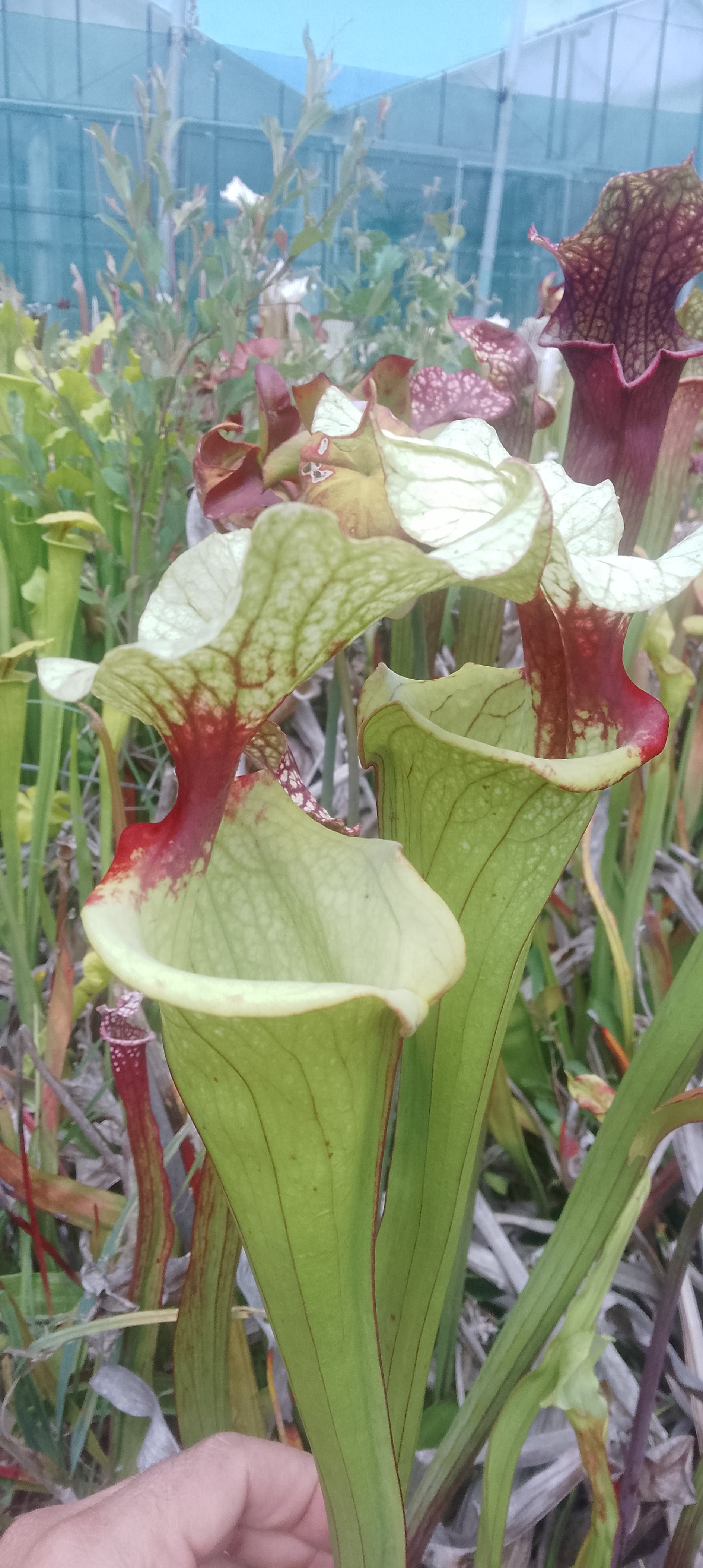 Sarracenia x Sergent Hartmann x Leah Wilkerson