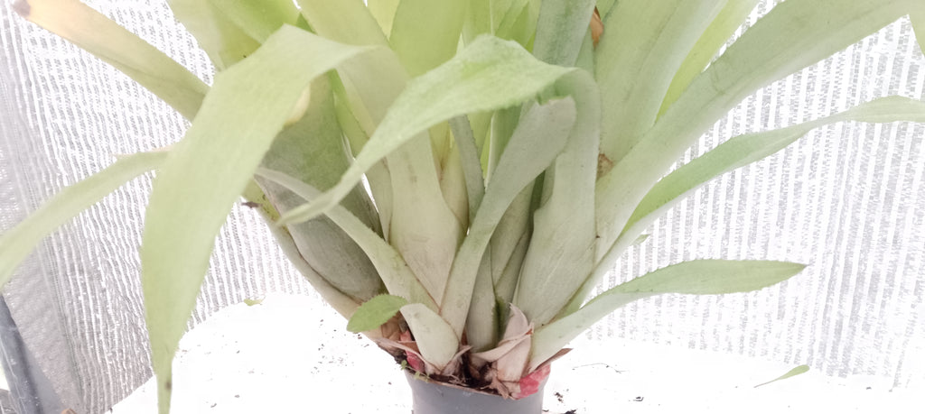 Bilbergia pyramidalis forme jaune pâle.