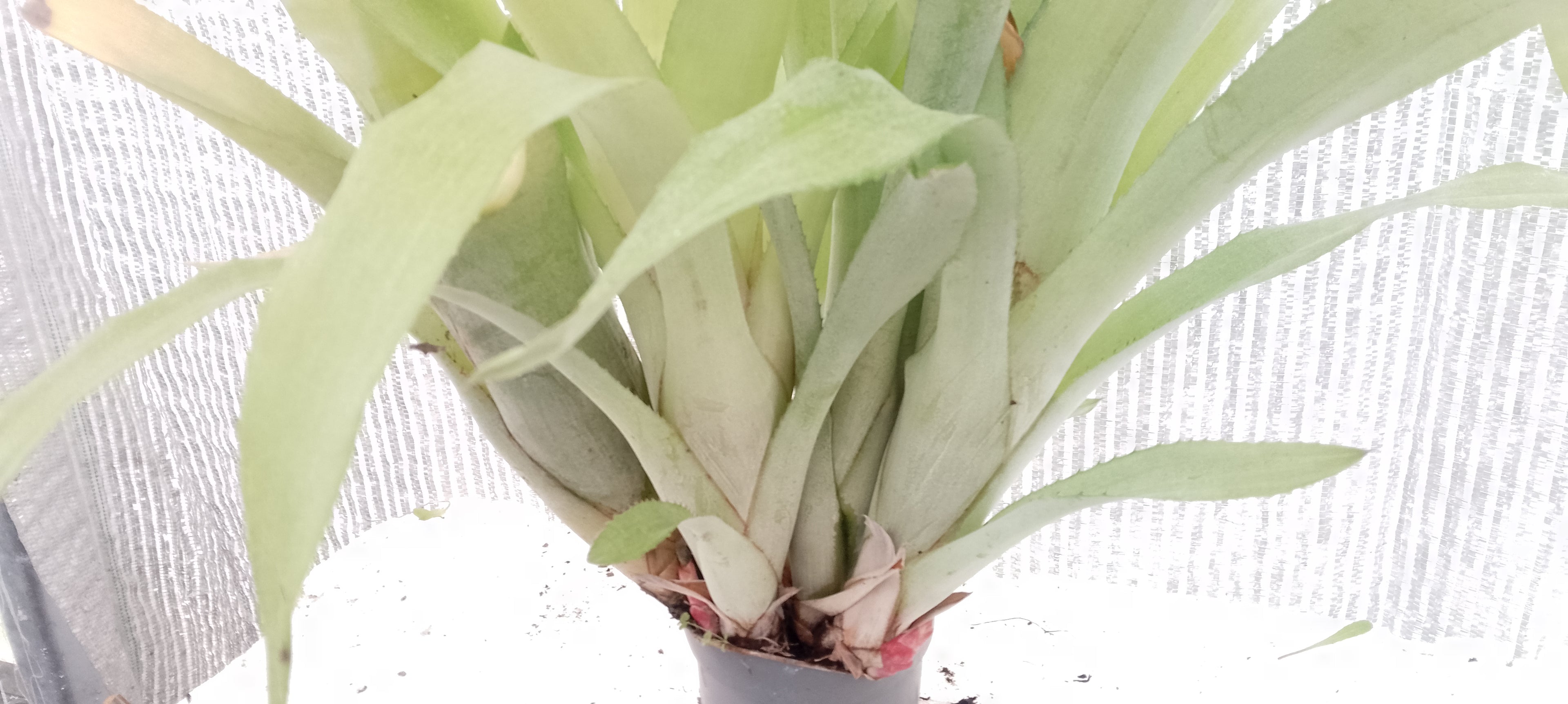 Bilbergia pyramidalis forme jaune pâle.