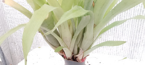 Bilbergia pyramidalis forme jaune pâle.