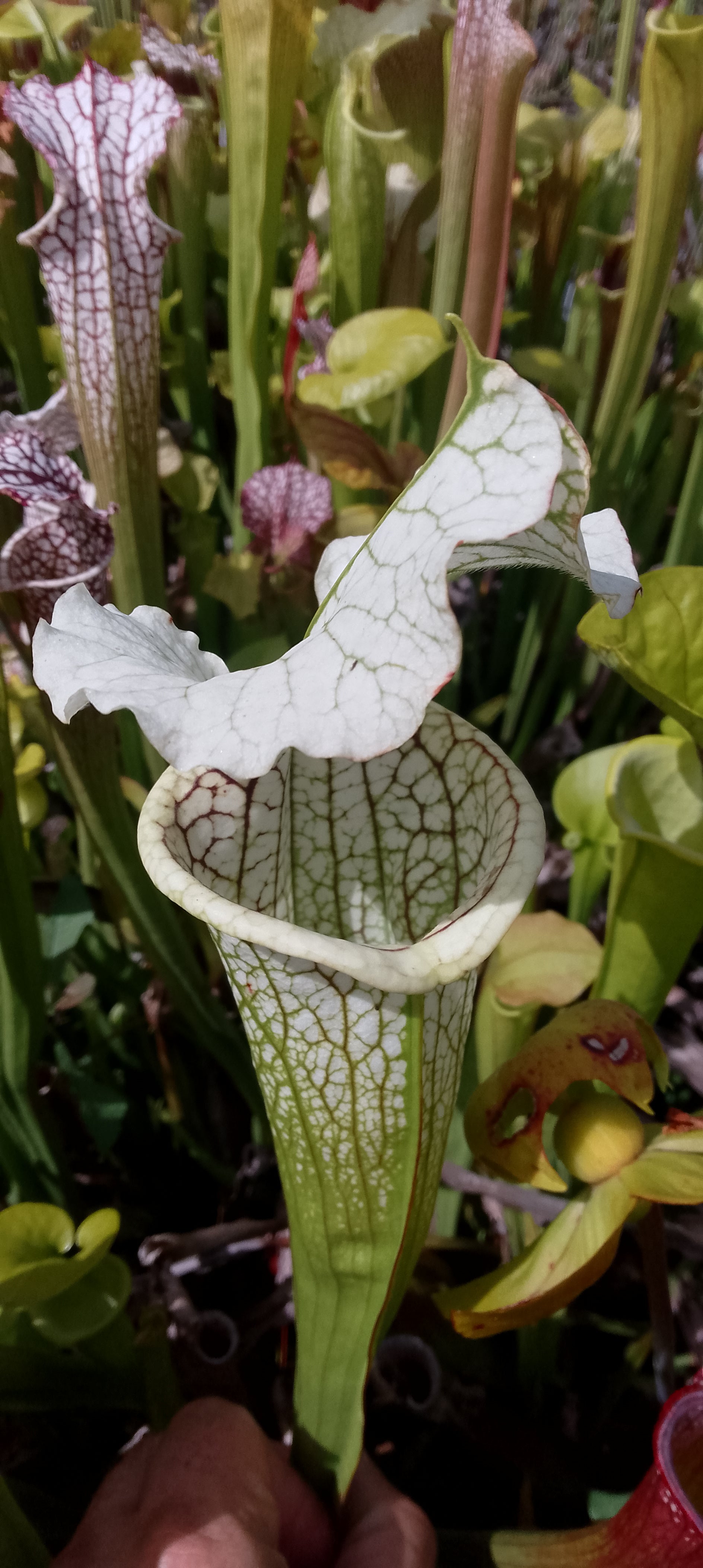 Sarracenia x (Moorei x Moorei)