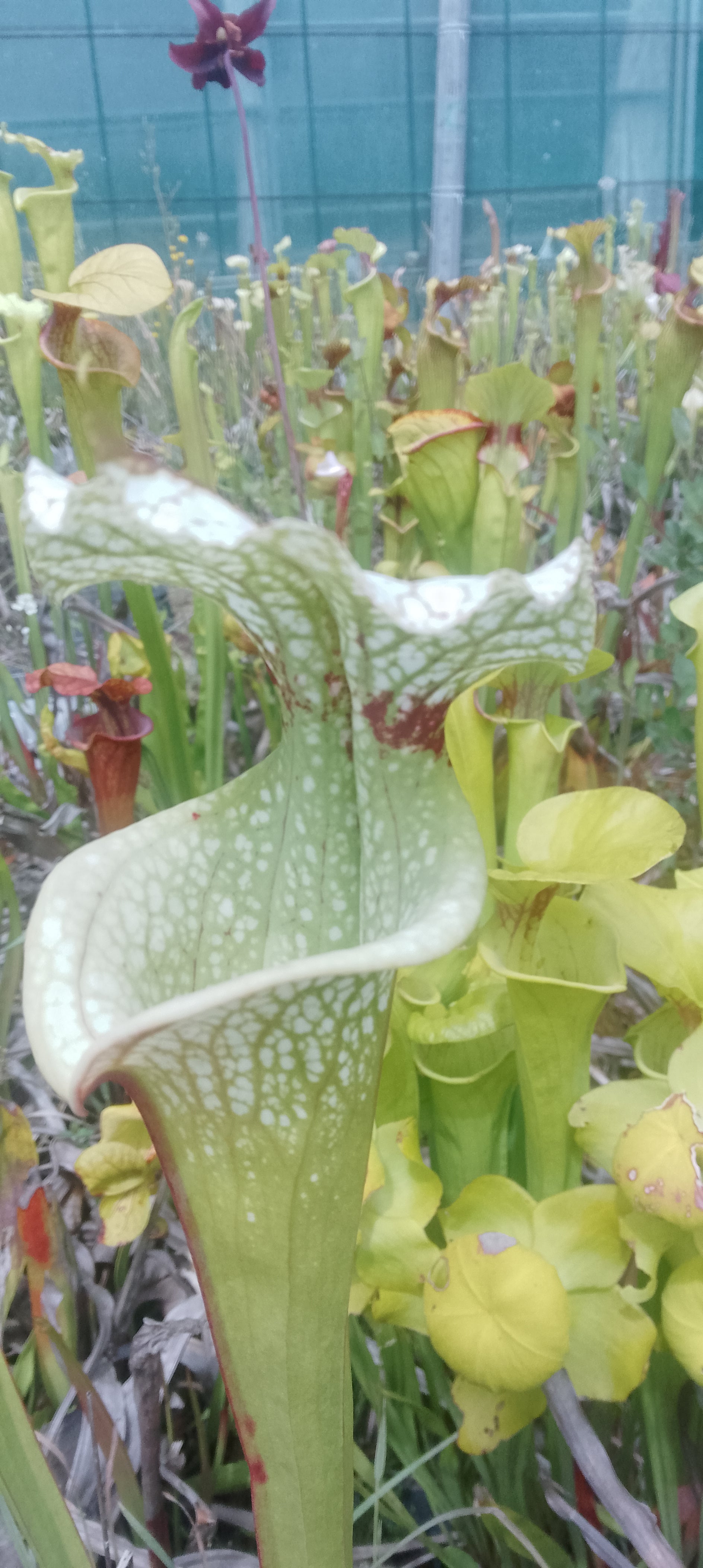 Sarracenia x Moorei