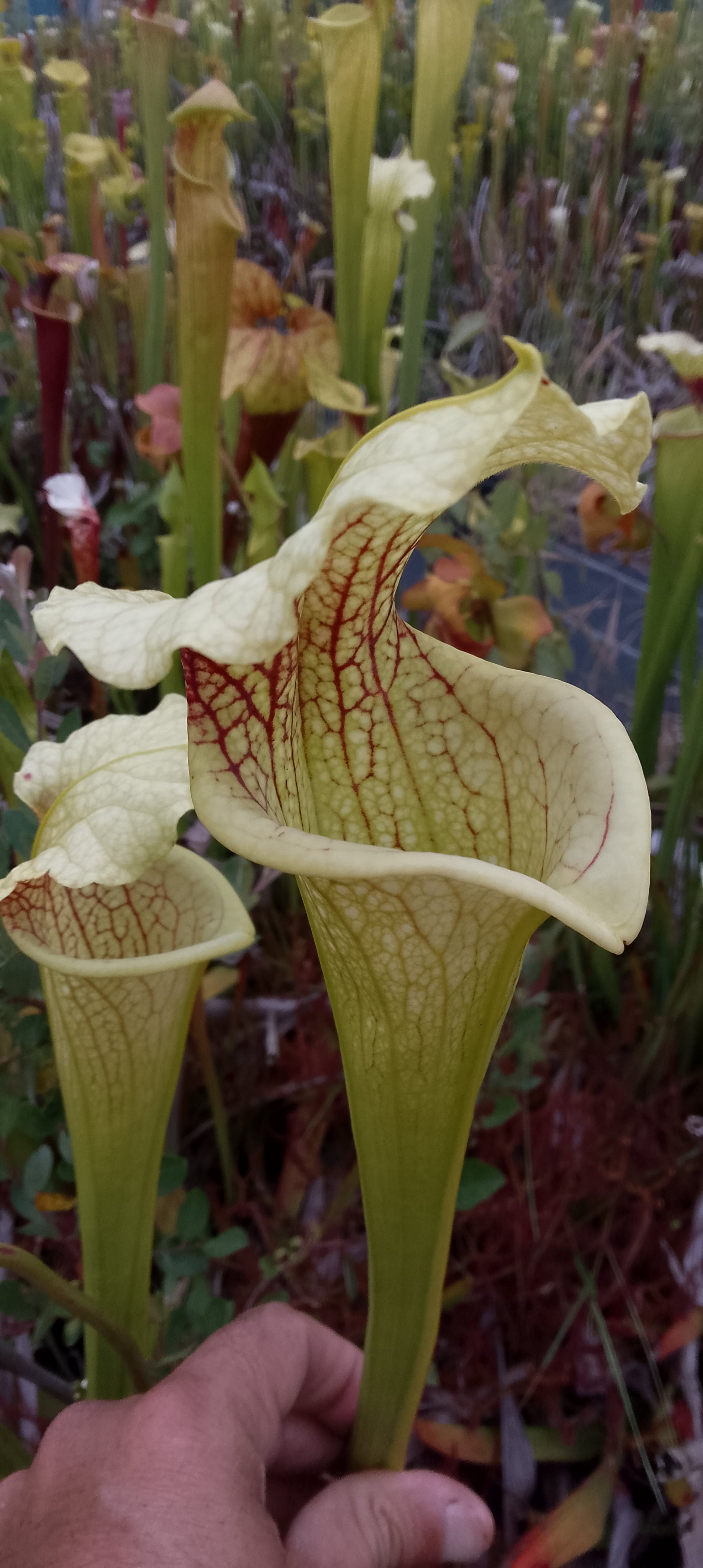 Sarracenia x ( Dunes x Goldie) x Adrian Slack