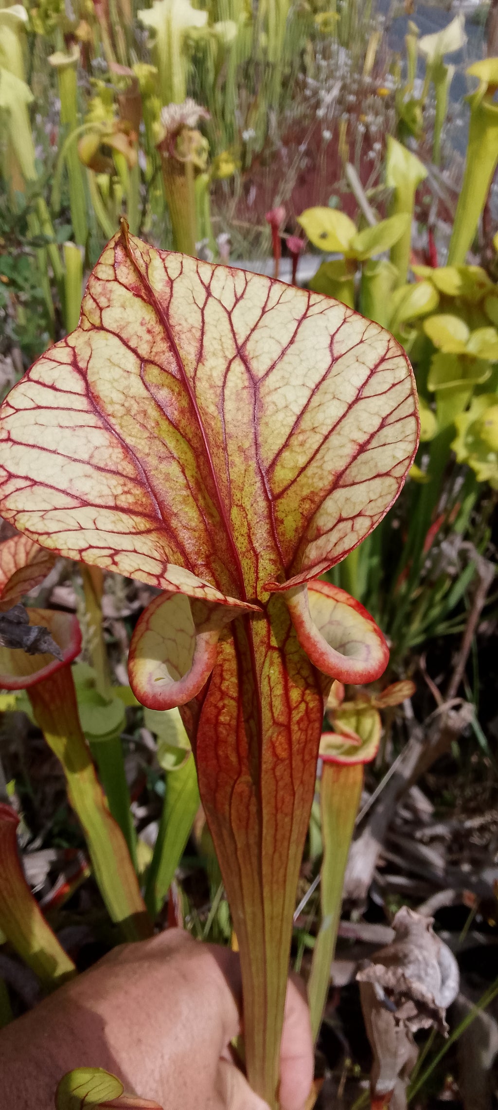 Sarracenia Moorei Adrian Slack x Flava var rubricorpora